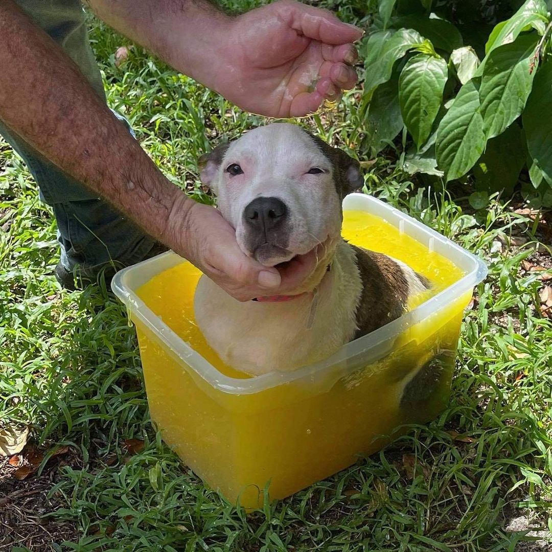 Rosie is adopted! This pint size girl came to F.U.R. through ACPS as an emaciated puppy with ringworm, and has emerged on the other side as a perfect, chunky, pocket pittie.

Her foster Mom, Kim, and her fiancé Rick put in the hard work of lime dips and administering a host of medications to get her well. And now, sweet Rosie is set up in her forever home, where the forecast is non-stop sunshine. 
 
Congrats Rosie and family! ☀️