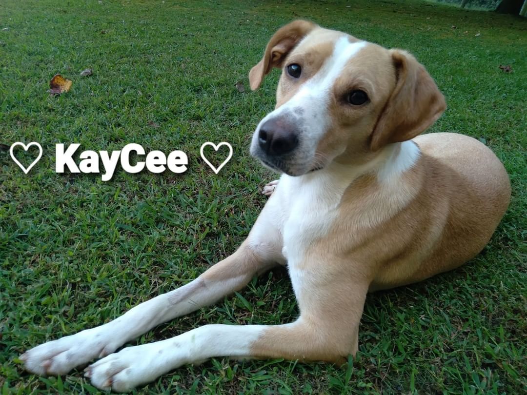 KayCee has a chance to hitch a ride to MPLS and she needs a foster home by 10/15/21. Can you help this good girl out? 
Two years old. 42 lbs. Housetrained. Good with Dogs, cats, kids. Happy, loveable, sweet as can be - KayCee!
Please fill out our form if you can foster or adopt or foster to adopt! Thank you. 
http://redemptionroadrescue.rescuegroups.org/forms