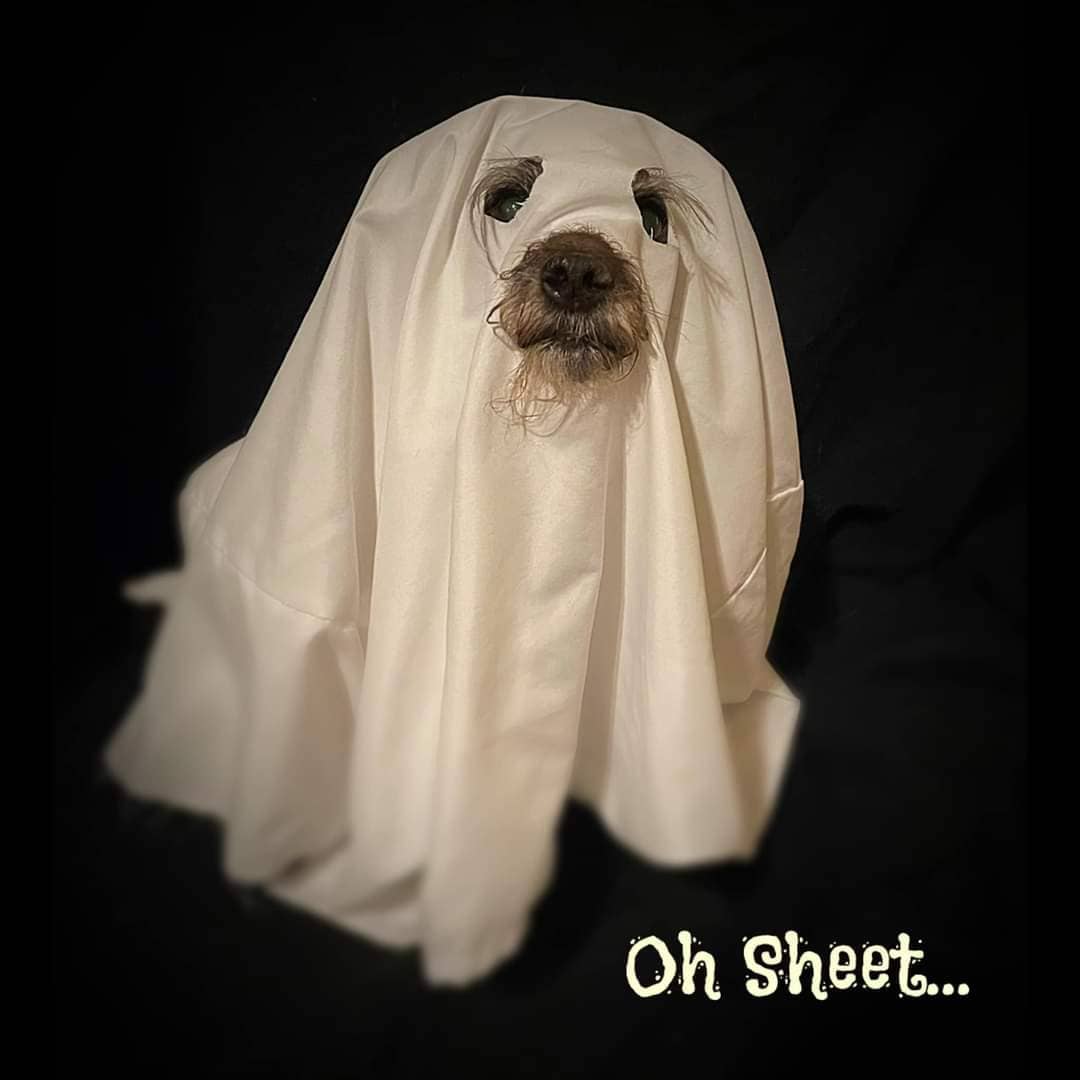 Oh sheet…let’s get this paw-tay started! All this week we will have something special for you! Bring in any item off the sanctuary wish list (https://a.co/j8Qa65c) and get a Rusty’s Koozie free! 

Mark your calendars for our Two Year Anniversary Paw-tay this Saturday, October 16th, all day long with some furry guests from 11am - 3pm! You won’t want to miss it! Stay tuned for all the details and deals we have planned for you! 

Come out this Saturday!! Meet huggable Henry, help Leila check off another bucket list item and meet the one and only Cricket!!!

Come save today at 42407 N Vision Way, Suite 107, Anthem, AZ from 10am - 4pm! 

Donations are accepted at the back door of the store (suite 107, ring the doorbell) Wednesday - Saturday from 10am - 3pm!