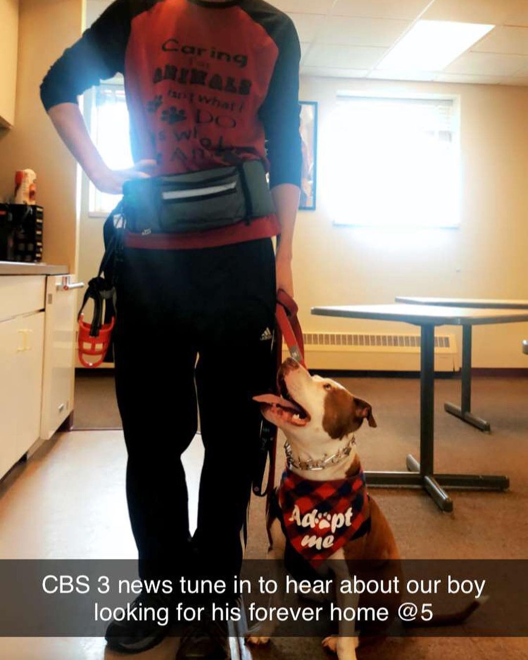 Mulligan enjoyed his visit to Duluth yesterday, & of course being the star of the show on @cbs3duluth didn’t hurt either! 😉
.
.
.
<a target='_blank' href='https://www.instagram.com/explore/tags/RangeRescue/'>#RangeRescue</a> <a target='_blank' href='https://www.instagram.com/explore/tags/moviestar/'>#moviestar</a> <a target='_blank' href='https://www.instagram.com/explore/tags/pitbullsofinstagram/'>#pitbullsofinstagram</a>