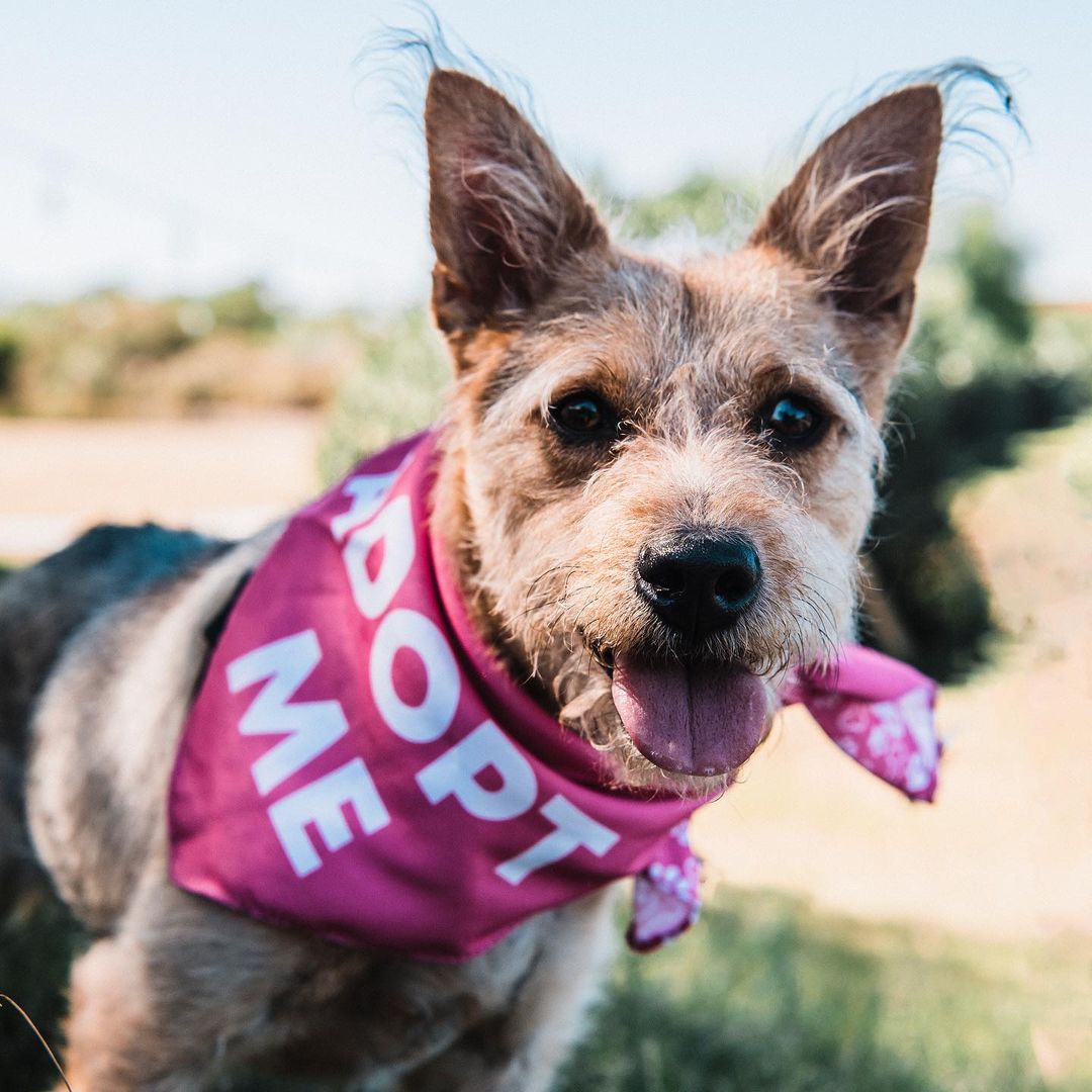 Roxy is ready to rock your world! 💕 if you’re looking for a lovable, sociable, and scruffy girl, Roxy would LOVE to meet you! This sweet petite gal is mild-mannered and adores everyone she meets. She loves to play and can’t wait to meet your family! ❤️