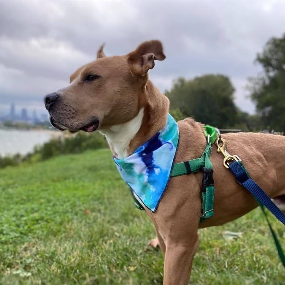 Kavon has amassed quite the photo portfolio! He has mastered everything from the supermodel handsome pose to perfect selfies with friends to action shots on runs to the derpiest of expressions! 

When not working the camera, he can be found romping around the play yard with his favorite stuffies, sampling chew toys or going on adventures with his volunteer buddy. Kavon makes for a leisurely walking companion, content to stroll around and stop to literally smell the flowers. He is also a good passenger in the car, enjoying the feeling of wind in his fur. During down time, he'll show off that he knows 