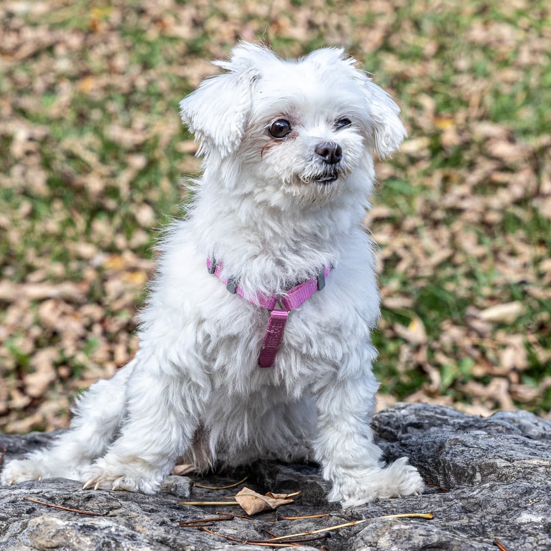 Meet Princess, an 8 1/2 year-old female Maltese/mix.  This sweet little girl was surrendered through no fault of her own.  Princess may be small but she is the biggest lovebug you will ever meet.
_________________________
<a target='_blank' href='https://www.instagram.com/explore/tags/malteselovers/'>#malteselovers</a>  <a target='_blank' href='https://www.instagram.com/explore/tags/maltese/'>#maltese</a>  <a target='_blank' href='https://www.instagram.com/explore/tags/princesslove/'>#princesslove</a>  <a target='_blank' href='https://www.instagram.com/explore/tags/adoptmeplease/'>#adoptmeplease</a>