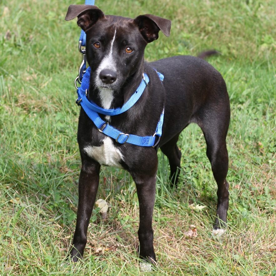 Happy Friday from a few of our adorable pups! 🎉

Interested in adopting? Please visit our website (link in bio) and fill out an adoption application as a first step and/or attend our Meet & Greet Saturday from 11:30am-1:30pm at 7 Harrison Ave Harrison NY

<a target='_blank' href='https://www.instagram.com/explore/tags/adoptabledogs/'>#adoptabledogs</a> <a target='_blank' href='https://www.instagram.com/explore/tags/dogsforadoption/'>#dogsforadoption</a> <a target='_blank' href='https://www.instagram.com/explore/tags/tgifriday/'>#tgifriday</a> <a target='_blank' href='https://www.instagram.com/explore/tags/adoptdontshop/'>#adoptdontshop</a> <a target='_blank' href='https://www.instagram.com/explore/tags/adoptlove/'>#adoptlove</a> <a target='_blank' href='https://www.instagram.com/explore/tags/rescuedogsofinstagram/'>#rescuedogsofinstagram</a> <a target='_blank' href='https://www.instagram.com/explore/tags/feelgoodfriday/'>#feelgoodfriday</a> <a target='_blank' href='https://www.instagram.com/explore/tags/petrescue/'>#petrescue</a> <a target='_blank' href='https://www.instagram.com/explore/tags/friyay/'>#friyay</a> <a target='_blank' href='https://www.instagram.com/explore/tags/westchesterny/'>#westchesterny</a>