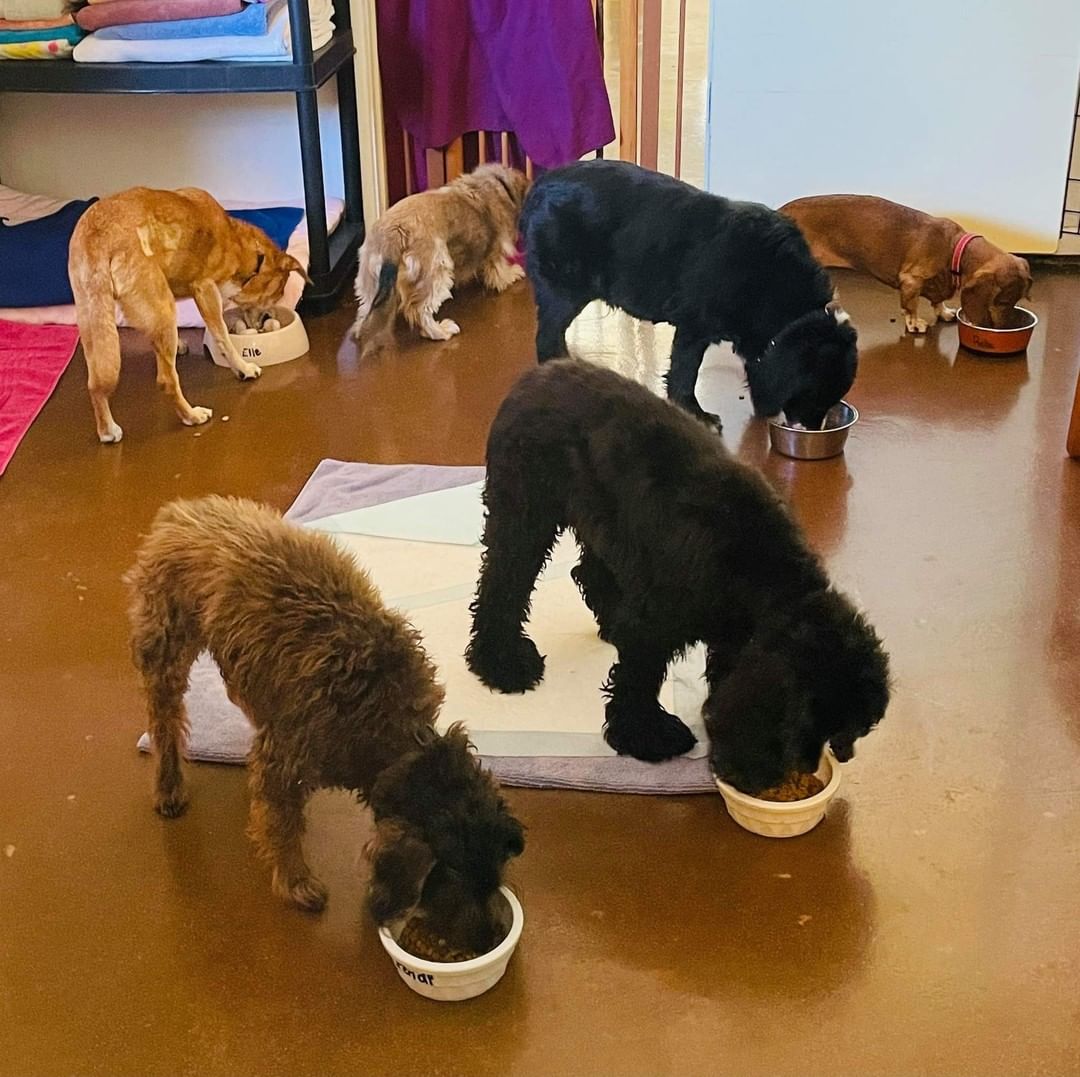 Chow time in the VIP Lounge. Such good sweet senior pups 🤗❤🐾😋