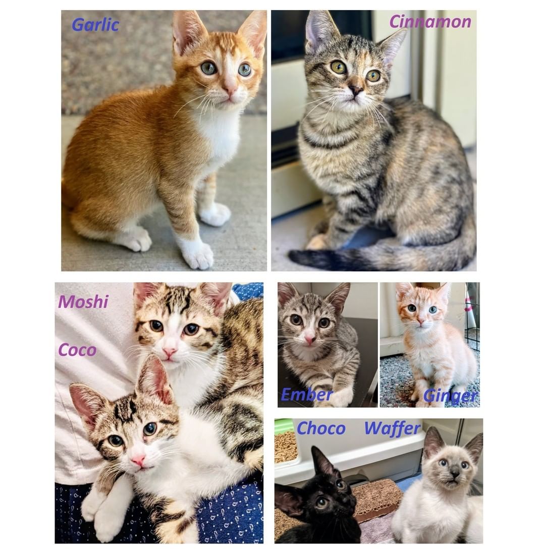 Meet our sweet kittens looking for their forever families❤️❤️

Bonded pairs and solos, affectionate and more reserved, quiet and full of energy, kittens and young adults - they're so different, but all are full of love and ready to make you the center of their universe.

Are YOU ready to make a difference in their lives?

To learn more about available kitties review their profiles at https://angelsfurryfriends.org/.../adoptable-animals/cats/

If you would love to give any of them the forever home of their dreams, please review our Adoption Process https://angelsfurryfriends.org/adoption-process/
and fill out 🐾Adoption application🐾 in order to schedule meet and greet https://angelsfurryfriends.org/adoption-application-cats/

All our kittens will leave to new homes spayed/neutered, vaccinated to age, treated from fleas, dewormed and litter-box trained. They can be FIV/FeLV tested upon request.

<a target='_blank' href='https://www.instagram.com/explore/tags/adoptdontshop/'>#adoptdontshop</a> <a target='_blank' href='https://www.instagram.com/explore/tags/animalrescue/'>#animalrescue</a> <a target='_blank' href='https://www.instagram.com/explore/tags/savealife/'>#savealife</a> <a target='_blank' href='https://www.instagram.com/explore/tags/bekind/'>#bekind</a> <a target='_blank' href='https://www.instagram.com/explore/tags/catsforadoption/'>#catsforadoption</a> <a target='_blank' href='https://www.instagram.com/explore/tags/rescuedismyfavoritebreed/'>#rescuedismyfavoritebreed</a> <a target='_blank' href='https://www.instagram.com/explore/tags/kittensforadoption/'>#kittensforadoption</a> <a target='_blank' href='https://www.instagram.com/explore/tags/adoptme/'>#adoptme</a>