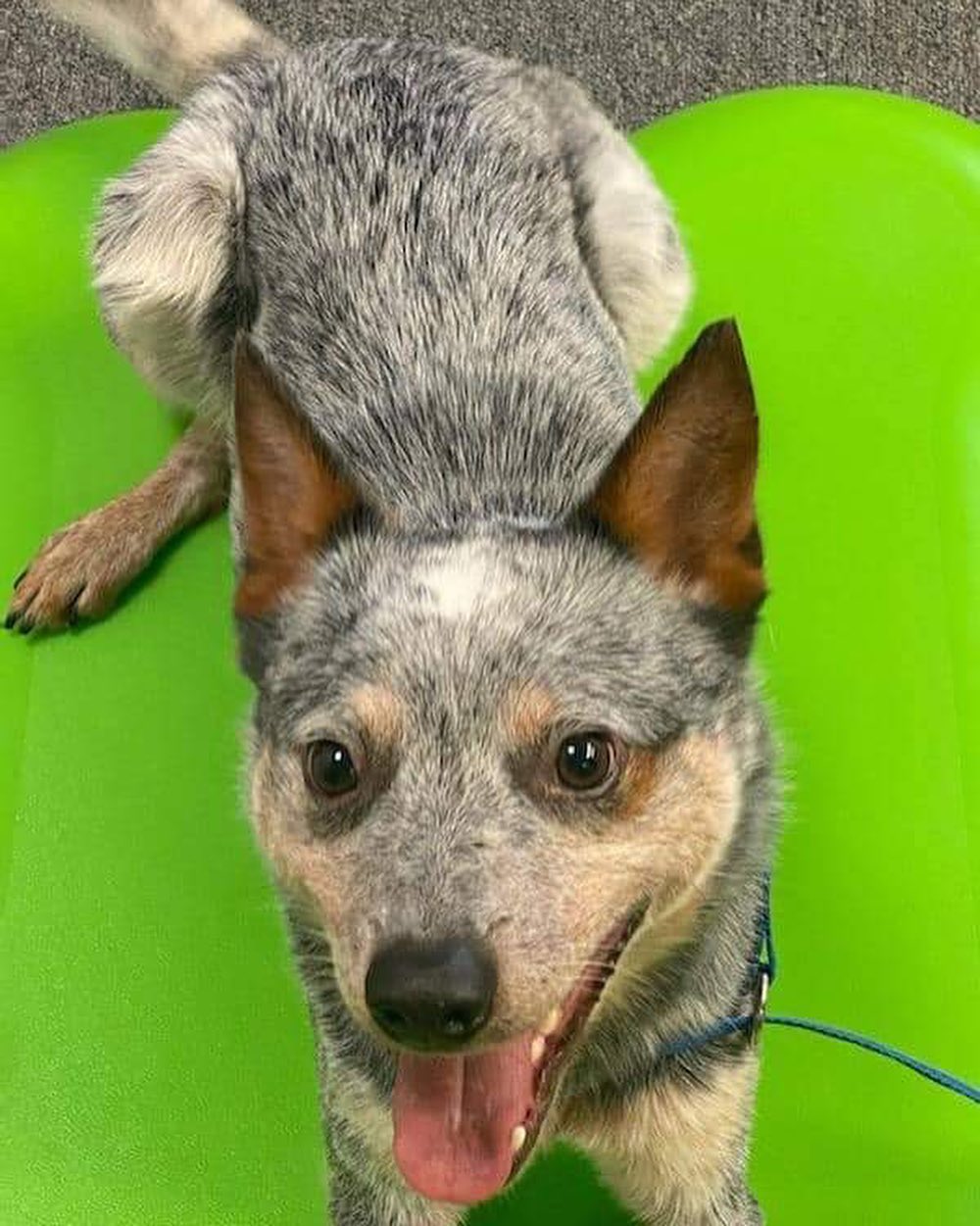 Pittsburgh, PA: meet Pluto! He is a 2 year old blue heeler & he is looking for a new home. His foster has been working on training with him for the past year and he has come really far! He is housebroken and crate trained, good with other dogs, unknown with cats so looking for a cat-free home. Would be best with older kids due to the breed & herding traits. 

Pluto is scheduled to be fixed in November. He is up to date on vaccines and a very healthy, energetic boy looking for a family!

Please let us know if anyone is interested - email PAunderdogmutts@gmail.com