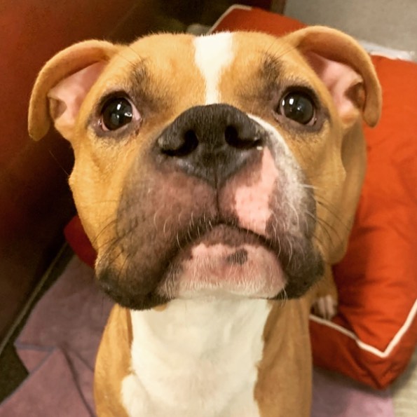 Jeremiah. <a target='_blank' href='https://www.instagram.com/explore/tags/adoptme/'>#adoptme</a> <a target='_blank' href='https://www.instagram.com/explore/tags/ohio/'>#ohio</a> <a target='_blank' href='https://www.instagram.com/explore/tags/columbus/'>#columbus</a> <a target='_blank' href='https://www.instagram.com/explore/tags/61fur/'>#61fur</a> <a target='_blank' href='https://www.instagram.com/explore/tags/pitbullsofinstagram/'>#pitbullsofinstagram</a> <a target='_blank' href='https://www.instagram.com/explore/tags/dogoftheday/'>#dogoftheday</a> <a target='_blank' href='https://www.instagram.com/explore/tags/adoptdontshop/'>#adoptdontshop</a> <a target='_blank' href='https://www.instagram.com/explore/tags/franklincountydogs/'>#franklincountydogs</a> <a target='_blank' href='https://www.instagram.com/explore/tags/thursdayvibes/'>#thursdayvibes</a> <a target='_blank' href='https://www.instagram.com/explore/tags/readyforfall/'>#readyforfall</a> <a target='_blank' href='https://www.instagram.com/explore/tags/love/'>#love</a>