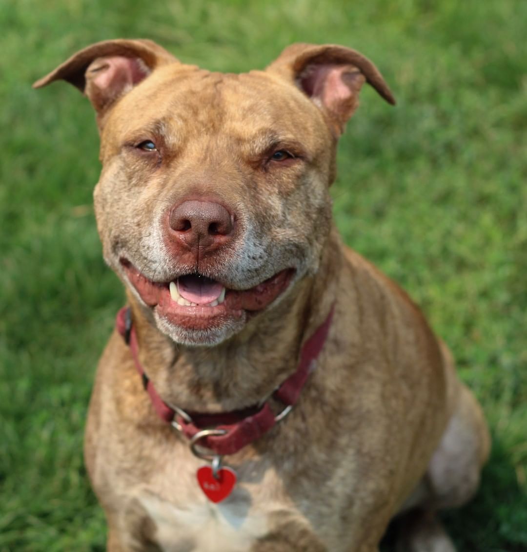 Meet this awesome group of four at SoHumane! 

General knows basic commands, walks nicely on the leash and is super eager to please. He plays well with respectful, gentle dogs. Offer General lots of belly rubs and a spot on the couch, and he’s all yours.

Handsome Kai enjoys going on walks, riding in the car, laying in the sun and playing with his doggy friends. His happy snorting noises will make you laugh. A smart fellow, Kai would love a home with a fully fenced in back yard for playtime.

Charming Lloyd is outgoing and friendly with everyone he meets. He has fun running, playing and going for walks. A transplant from Texas, Lloyd is ready for his forever home and family.

Pixi is an active playful girl who loves everyone she meets. She is happy receiving treats, giving kisses, playing fetch and cuddling. With continued training Pixi will be an awesome doggy companion.
Go to https://www.sohumane.org/dogs to learn more. Visit the Adoption Center, 2910 Table Rock Road, Medford, Oregon to meet General, Kai, Lloyd and Pixi.  Share this post with your friends and help match our awesome canines with new homes and families. <a target='_blank' href='https://www.instagram.com/explore/tags/sohumane/'>#sohumane</a> <a target='_blank' href='https://www.instagram.com/explore/tags/adoptsohumane/'>#adoptsohumane</a> <a target='_blank' href='https://www.instagram.com/explore/tags/adopt/'>#adopt</a> <a target='_blank' href='https://www.instagram.com/explore/tags/rescued/'>#rescued</a> <a target='_blank' href='https://www.instagram.com/explore/tags/savingtrain/'>#savingtrain</a> <a target='_blank' href='https://www.instagram.com/explore/tags/woof/'>#woof</a> <a target='_blank' href='https://www.instagram.com/explore/tags/doglover/'>#doglover</a> <a target='_blank' href='https://www.instagram.com/explore/tags/roguevalley/'>#roguevalley</a> <a target='_blank' href='https://www.instagram.com/explore/tags/southernoregon/'>#southernoregon</a>