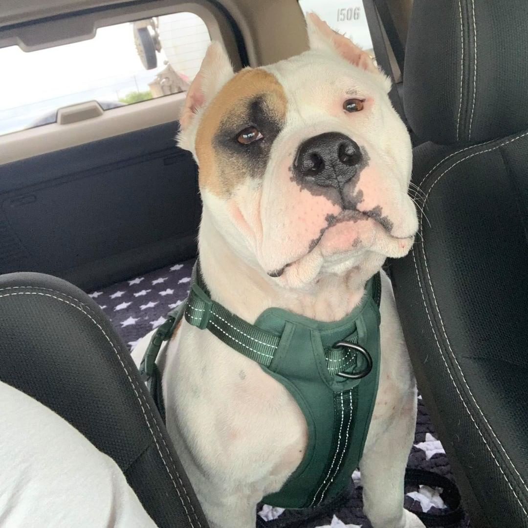 Odin is pretty excited to go see his friends at Mazie's Mission! 🤩