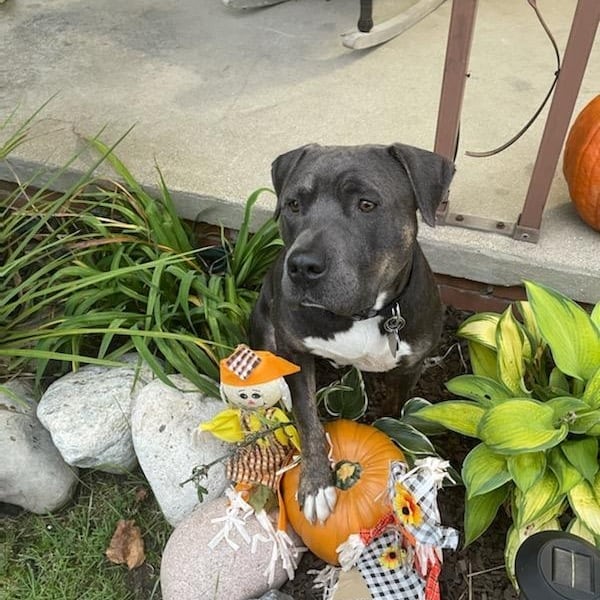 Happy spooky season 👻 from adopt-a-bull Kane!  He's a pretty pitty who loves 💘 posing with pumpkins 🎃, relaxing with a nice pup-a-Chino ☕ , and embracing the fall vibes.  Apply to meet Kane today!
<a target='_blank' href='https://www.instagram.com/explore/tags/thebusterfoundation/'>#thebusterfoundation</a>
<a target='_blank' href='https://www.instagram.com/explore/tags/pitbull/'>#pitbull</a>
<a target='_blank' href='https://www.instagram.com/explore/tags/pitbullsofinstagram/'>#pitbullsofinstagram</a>
<a target='_blank' href='https://www.instagram.com/explore/tags/pitbulladvocate/'>#pitbulladvocate</a>
<a target='_blank' href='https://www.instagram.com/explore/tags/bullybreed/'>#bullybreed</a>
<a target='_blank' href='https://www.instagram.com/explore/tags/dontbullymybreed/'>#dontbullymybreed</a>
<a target='_blank' href='https://www.instagram.com/explore/tags/rescuedog/'>#rescuedog</a>
<a target='_blank' href='https://www.instagram.com/explore/tags/rescueismyfavoritebreed/'>#rescueismyfavoritebreed</a>
<a target='_blank' href='https://www.instagram.com/explore/tags/detroitrescuedogs/'>#detroitrescuedogs</a>