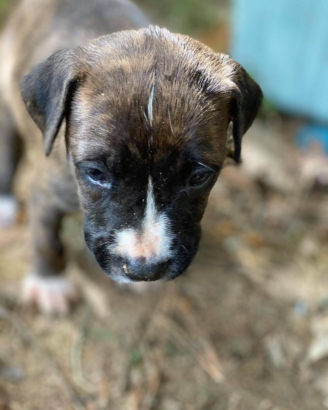 These 5-6 week old babies are currently living outside and need foster asap! Because they are so young they need to stay in pairs 👯‍♀️

If you are interested in helping these babies out please post below!  As a foster we provide you with all supplies, medical care, training, and support♥️