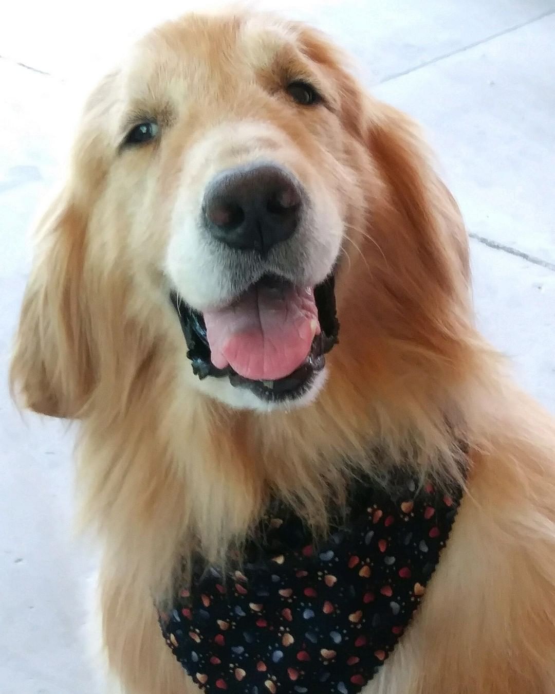 <a target='_blank' href='https://www.instagram.com/explore/tags/TeamGolden/'>#TeamGolden</a> we can sure use your prayers! 🙏 Golden is back down at the vet in Columbus as he started bleeding from his nose yesterday. While the bleeding has now slowed down, his hematocrit is down to 17 from 30 last week. Please keep him in your prayers! Read about Golden, his fight with cancer and journey from China on our website. Link in bio.
<a target='_blank' href='https://www.instagram.com/explore/tags/goldenretrieversindiana/'>#goldenretrieversindiana</a> <a target='_blank' href='https://www.instagram.com/explore/tags/goldenretrieversmichigan/'>#goldenretrieversmichigan</a> <a target='_blank' href='https://www.instagram.com/explore/tags/goldenretrieversforadoption/'>#goldenretrieversforadoption</a> <a target='_blank' href='https://www.instagram.com/explore/tags/goldenretrieversohio/'>#goldenretrieversohio</a> <a target='_blank' href='https://www.instagram.com/explore/tags/rescuedgoldenretrievers/'>#rescuedgoldenretrievers</a> <a target='_blank' href='https://www.instagram.com/explore/tags/TeamGolden/'>#TeamGolden</a> <a target='_blank' href='https://www.instagram.com/explore/tags/goldenretrievers/'>#goldenretrievers</a>