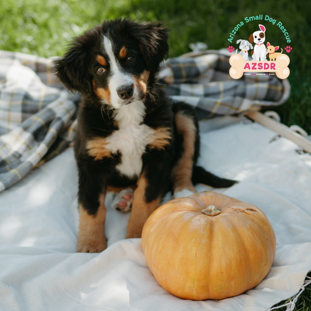 It is officially spooky season 🎃

Start celebrating the fall season by adding a pup to your family. What is more fun than taking a dog with you when you go and pick pumpkins??

Visit our adoption site today!
https://azsmalldog.org/adopt/
🧡