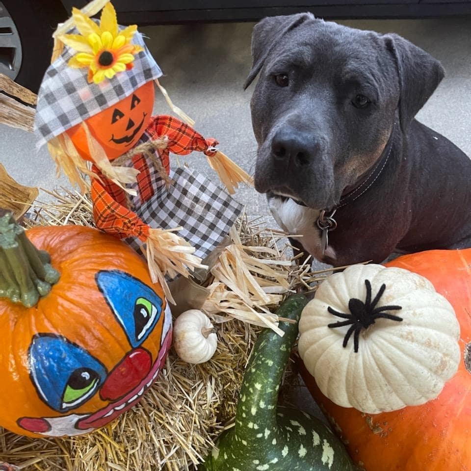 Happy spooky season 👻 from adopt-a-bull Kane!  He's a pretty pitty who loves 💘 posing with pumpkins 🎃, relaxing with a nice pup-a-Chino ☕ , and embracing the fall vibes.  Apply to meet Kane today!
<a target='_blank' href='https://www.instagram.com/explore/tags/thebusterfoundation/'>#thebusterfoundation</a>
<a target='_blank' href='https://www.instagram.com/explore/tags/pitbull/'>#pitbull</a>
<a target='_blank' href='https://www.instagram.com/explore/tags/pitbullsofinstagram/'>#pitbullsofinstagram</a>
<a target='_blank' href='https://www.instagram.com/explore/tags/pitbulladvocate/'>#pitbulladvocate</a>
<a target='_blank' href='https://www.instagram.com/explore/tags/bullybreed/'>#bullybreed</a>
<a target='_blank' href='https://www.instagram.com/explore/tags/dontbullymybreed/'>#dontbullymybreed</a>
<a target='_blank' href='https://www.instagram.com/explore/tags/rescuedog/'>#rescuedog</a>
<a target='_blank' href='https://www.instagram.com/explore/tags/rescueismyfavoritebreed/'>#rescueismyfavoritebreed</a>
<a target='_blank' href='https://www.instagram.com/explore/tags/detroitrescuedogs/'>#detroitrescuedogs</a>