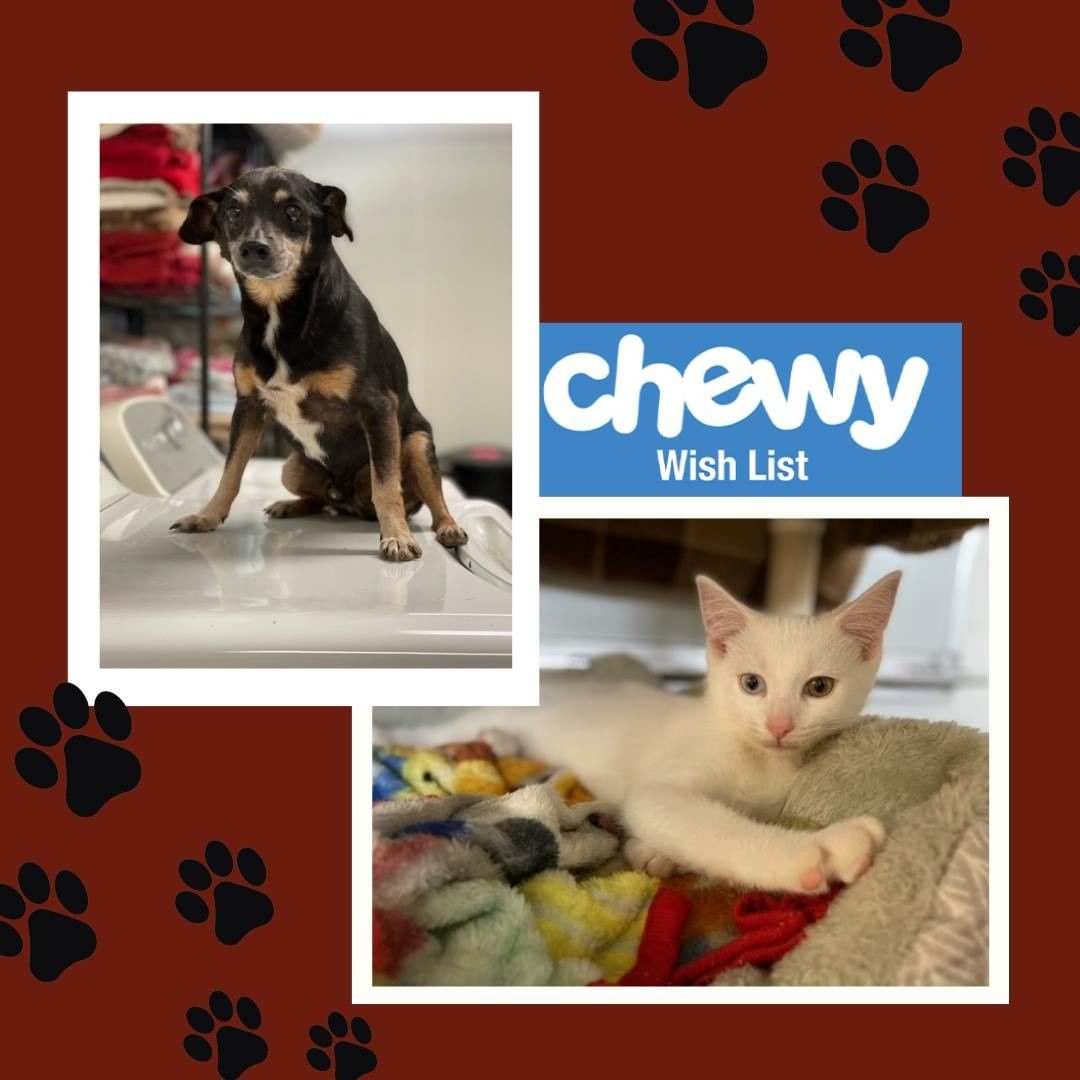 Happy <a target='_blank' href='https://www.instagram.com/explore/tags/WishListWednesday/'>#WishListWednesday</a> ! 

If you would like to help donate items to our shelter, here is our chewy wishlist: https://www.chewy.com/g/centralia-humane-society_b71440934

The items we need most are marked as 