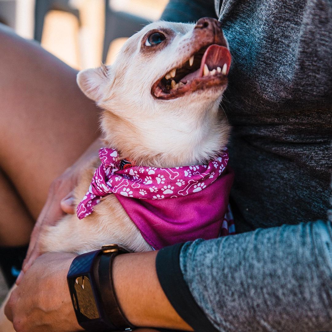 Andy (blue) and Mandy (pink) are a 13 year old brother/sister bonded pair duo. These gentle and affectionate little chihuahuas are two peas in a pod who very tragically lost their owner. Like most bonded pairs, the Andy/Mandy dynamic is an introvert/extrovert one… think you can guess which is which?