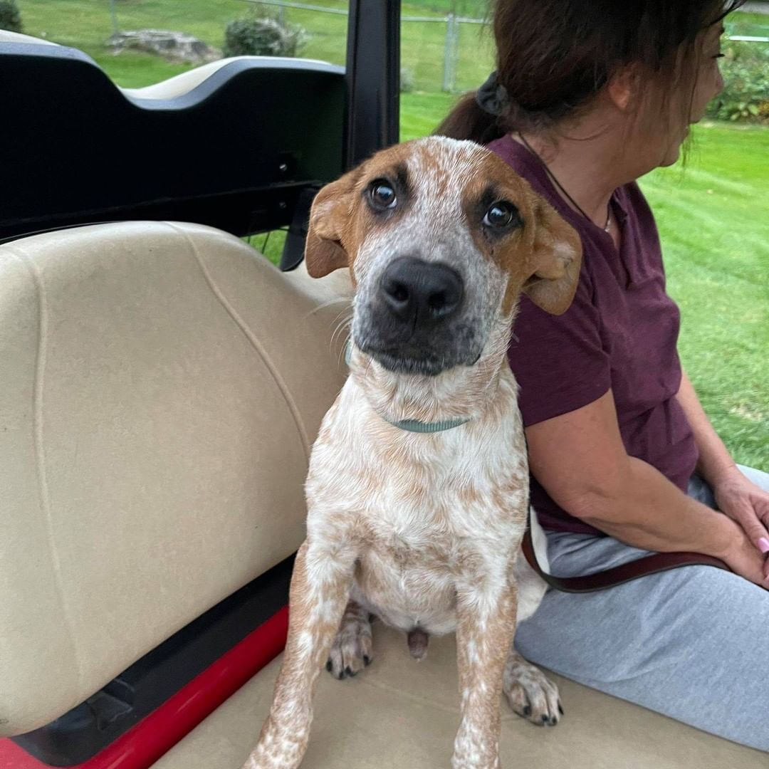 Harry was out and about today!  He met some new people, and even went on a ride on a golf cart.  He did great 🙂
Only about 5 months old, Harry came into the rescue on Sunday.  He's settling in well with his foster family.  He's a little timid of new things, and the kind of socialization he had today is wonderful for him!
Harry is happy to make friends with other dogs.  He would also be happy to live with respectful children 10 years old or older.  He hasn't been tested with young children, or with cats.  He was scared of chickens when he first saw them!
He will be seeing our vet, and once he has a chance to relax a bit more and for us to get to know him better, he'll be ready to find a fabulous forever family.
Harry would love a fenced yard, and an active family who will take him on adventures and continue to introduce him to new people, places and things.
He's a friendly, lovable puppy who will make a wonderful new family member.
To adopt, please send a message for an application.
<a target='_blank' href='https://www.instagram.com/explore/tags/rescuedogsofinstagram/'>#rescuedogsofinstagram</a> <a target='_blank' href='https://www.instagram.com/explore/tags/adoptme/'>#adoptme</a> <a target='_blank' href='https://www.instagram.com/explore/tags/furryfriendsct/'>#furryfriendsct</a> <a target='_blank' href='https://www.instagram.com/explore/tags/fffr/'>#fffr</a> <a target='_blank' href='https://www.instagram.com/explore/tags/adoptdontshop/'>#adoptdontshop</a> <a target='_blank' href='https://www.instagram.com/explore/tags/res/'>#res</a><a target='_blank' href='https://www.instagram.com/explore/tags/rescuedogsareb/'>#rescuedogsareb</a>
