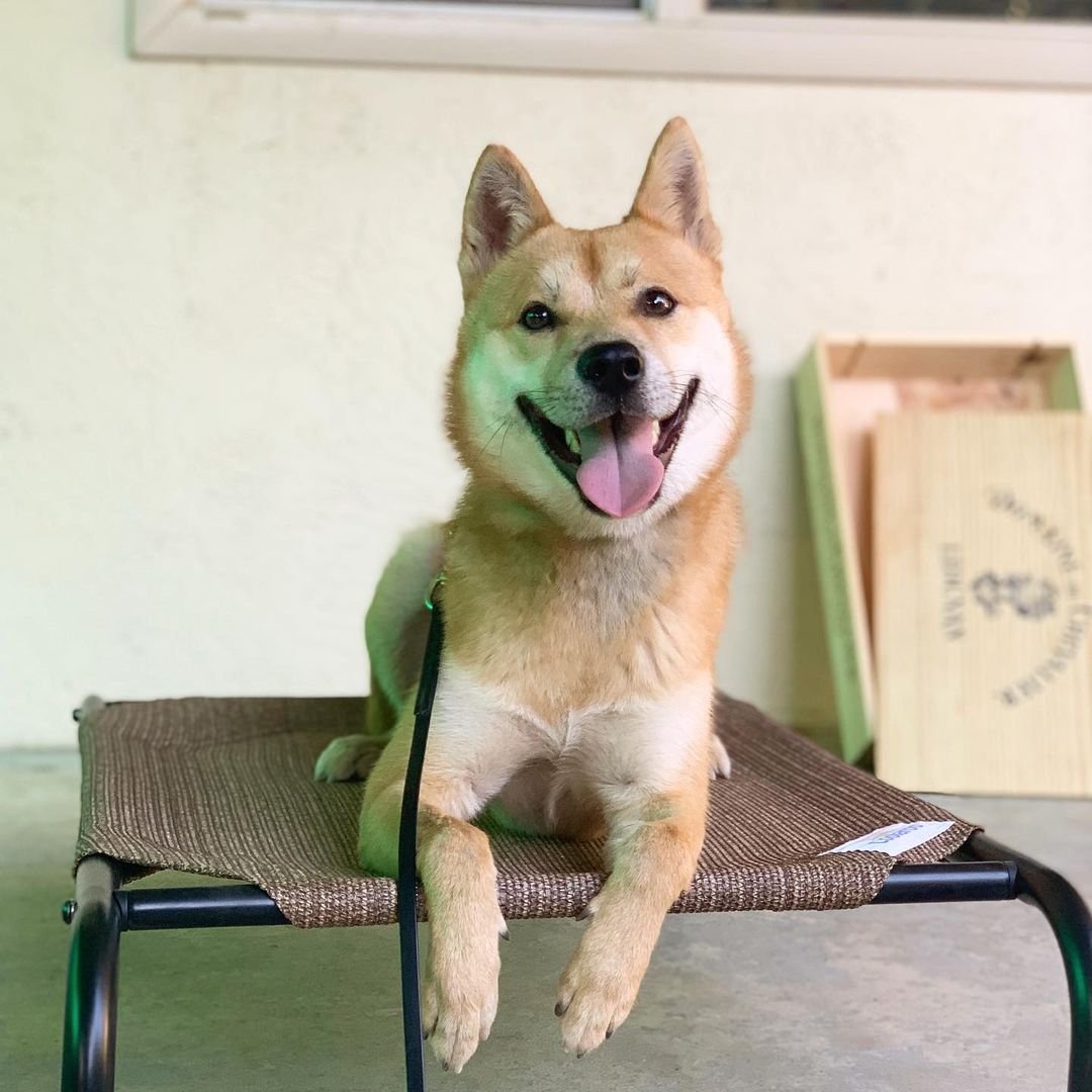 Reintroducing Bingsu! **PLEASE READ HIS BIO THOROUGHLY- his behavioral issues will require an experienced handler!**
.
Quick facts;
Male
Jindo
30 lbs
1 y/o 
📍SF Bay Area
✔️Housebroken
✔️Vaccinated
✔️Microchipped
✔️Neutered 
⚠️Not Good with Cats & Small Animals
⚠️Not Good with Dogs
⚠️Not Kid Tested
.
Bingsu was originally purchased from a breeder in TX. Due to a career change his owner could no longer give him the attention he needed and surrendered him to HARA.
.
Bingsu has basic obedience down (waiting at thresholds, sit, down, crate, heel) but is under-socialization and fearful/anxious in new places. His obedience can help keep him on walks and outings, but he will need continued confidence building and training.
.
Bingsu has shown dog reactivity and aggression on walks and in foster care, but has improved with exposure and interrupting fixation on dogs outside. He has not been able to nicely interact with other dogs, and is currently on a crate-and-rotate schedule with other dogs in his foster home. He is neutral when they are around his crate. Bingsu has a very strong prey drive and cannot be in a home with small animals, including cats.
.
Bingsu has shown resource guarding of his crate and food, which needs to be managed and trained in any new home. When allowed to free-roam indoors without structure, he can develop guarding behavior with spaces that he thinks are “his”so we highly recommend having him on a crate schedule between walks/outings until he is settled and under control.
.
Bingsu will need a very savvy home- but we know there’s someone out there for him! He is undergoing training for his resource guarding, obedience, reactivity, and fearfulness while in foster care, and we expect his adopter to commit to professional training.
.
Otherwise, Bingsu is an extremely playful dog. He bonds strongly with his handler and is good with vets and strangers. He is totally housebroken and crate trained.
.
If you are ready to give Bingsu a second chance at life and commit to training, please apply at harasf.org/application !
.
<a target='_blank' href='https://www.instagram.com/explore/tags/adoptable/'>#adoptable</a> <a target='_blank' href='https://www.instagram.com/explore/tags/adoptme/'>#adoptme</a> <a target='_blank' href='https://www.instagram.com/explore/tags/adoptabledog/'>#adoptabledog</a> <a target='_blank' href='https://www.instagram.com/explore/tags/adoptablepuppy/'>#adoptablepuppy</a> <a target='_blank' href='https://www.instagram.com/explore/tags/sfbayarea/'>#sfbayarea</a> <a target='_blank' href='https://www.instagram.com/explore/tags/adoptabledogsofinstagram/'>#adoptabledogsofinstagram</a> <a target='_blank' href='https://www.instagram.com/explore/tags/jindo/'>#jindo</a> <a target='_blank' href='https://www.instagram.com/explore/tags/jindogae/'>#jindogae</a> <a target='_blank' href='https://www.instagram.com/explore/tags/purebredjindo/'>#purebredjindo</a> <a target='_blank' href='https://www.instagram.com/explore/tags/koreanjindo/'>#koreanjindo</a>