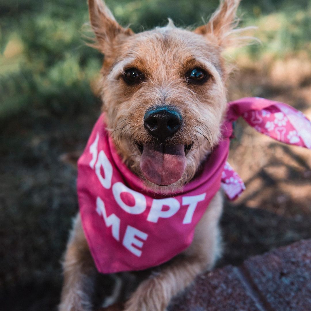 Roxy is ready to rock your world! 💕 if you’re looking for a lovable, sociable, and scruffy girl, Roxy would LOVE to meet you! This sweet petite gal is mild-mannered and adores everyone she meets. She loves to play and can’t wait to meet your family! ❤️