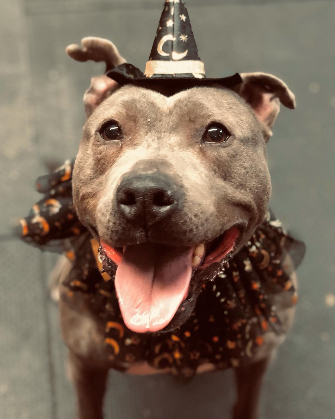 Teela is practicing her trick-or-treat pose… how do you think she did?? <a target='_blank' href='https://www.instagram.com/explore/tags/bombshell/'>#bombshell</a> <a target='_blank' href='https://www.instagram.com/explore/tags/bullies/'>#bullies</a> <a target='_blank' href='https://www.instagram.com/explore/tags/pitbull/'>#pitbull</a> <a target='_blank' href='https://www.instagram.com/explore/tags/rescue/'>#rescue</a> <a target='_blank' href='https://www.instagram.com/explore/tags/adoptdontshop/'>#adoptdontshop</a> <a target='_blank' href='https://www.instagram.com/explore/tags/pitbullsofinstagram/'>#pitbullsofinstagram</a> <a target='_blank' href='https://www.instagram.com/explore/tags/pittiesofinstagram/'>#pittiesofinstagram</a> <a target='_blank' href='https://www.instagram.com/explore/tags/trickortreat/'>#trickortreat</a> <a target='_blank' href='https://www.instagram.com/explore/tags/doyoulikemyhat/'>#doyoulikemyhat</a> <a target='_blank' href='https://www.instagram.com/explore/tags/southerncharm/'>#southerncharm</a> <a target='_blank' href='https://www.instagram.com/explore/tags/rescuedogsofinstagram/'>#rescuedogsofinstagram</a> <a target='_blank' href='https://www.instagram.com/explore/tags/rescuedismyfavoritebreed/'>#rescuedismyfavoritebreed</a> <a target='_blank' href='https://www.instagram.com/explore/tags/spreadtherumer/'>#spreadtherumer</a>