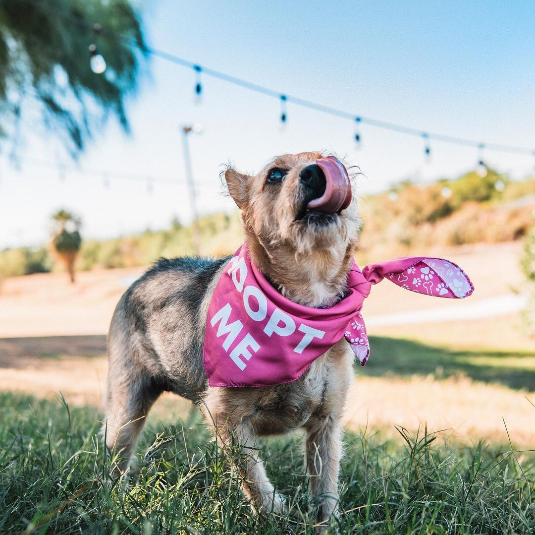 Roxy is ready to rock your world! 💕 if you’re looking for a lovable, sociable, and scruffy girl, Roxy would LOVE to meet you! This sweet petite gal is mild-mannered and adores everyone she meets. She loves to play and can’t wait to meet your family! ❤️