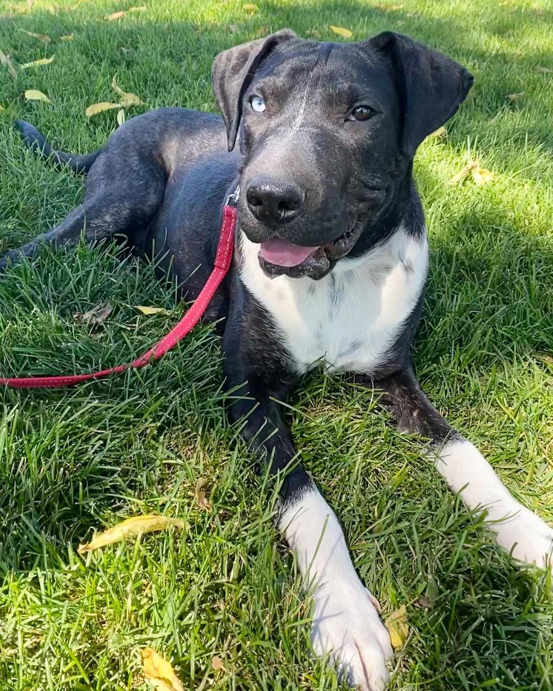 Good evening friends - say hello to Gus!

Gus is an 11 month old, 53lb, pit bull terrier/three-toed sloth mix. He enjoys lounging, walks that don’t exceed 15 minutes, sunbathing, and napping. Sprinkle in a few snacks, and you got yourself one happy camper.

Where Gus lacks in energy, he makes up in heart. This dog knows no enemies. His friend list includes other dogs, children, felines, and your backyard squirrel. In fact, he would really enjoy a full household with frequent visitors. (He asked to be the 7th pal in Friends, so we have some big shoes to fill.) 

If you’re looking for a laid back, check for a heart beat type of dog, Gus is for you. To fill out an adoption application, please visit www.bounceanimalrescue.org. (Hurry! A dog of his caliber is not expected to last long. This will be the only time speed matters to Gus.)