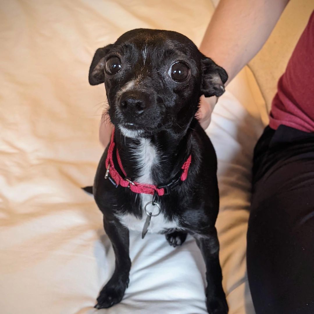 MEET ADOPTABLE LADY💜

From her foster parents:
“Say hello to Lady! This well-mannered 2 year old Chihuahua mix loves snuggling, napping, and wagging her tail. 
She does great on walks and is fully potty-trained – zero accidents with her fosters!

Lady is probably not going to be your new running buddy, but she loves her regular walks and would do best in a moderately active home. She has done well in limited interactions with kids and is wary but interested around other dogs.”

Lady was fostered in Texas with two children under 8, other dogs and two cats. She’s an easy addition to any home!

Overall, Lady is a sweet and gentle dream dog who would do well in almost any home.