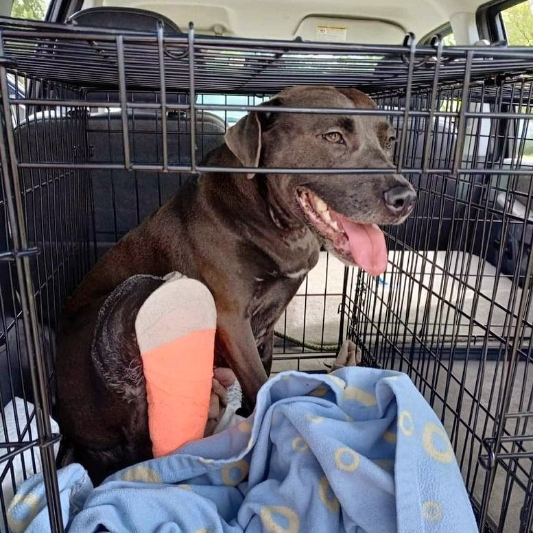 Eureka is safe and at the vet! She will need surgery to repair her shattered leg. Donations are so greatly appreciated and can be sent to our PayPal Angels2therescue4@gmail.com 🙏🏼

<a target='_blank' href='https://www.instagram.com/explore/tags/rescuestrong/'>#rescuestrong</a> <a target='_blank' href='https://www.instagram.com/explore/tags/rescuedogsofinstagram/'>#rescuedogsofinstagram</a> <a target='_blank' href='https://www.instagram.com/explore/tags/shelterpets/'>#shelterpets</a> <a target='_blank' href='https://www.instagram.com/explore/tags/rescueismyfavouritebreed/'>#rescueismyfavouritebreed</a> <a target='_blank' href='https://www.instagram.com/explore/tags/angels2therescue/'>#angels2therescue</a> <a target='_blank' href='https://www.instagram.com/explore/tags/savethedogs/'>#savethedogs</a> <a target='_blank' href='https://www.instagram.com/explore/tags/dogrescue/'>#dogrescue</a>