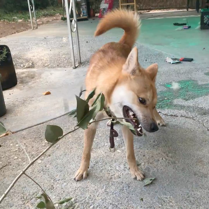 Reintroducing Bingsu! **PLEASE READ HIS BIO THOROUGHLY- his behavioral issues will require an experienced handler!**
.
Quick facts;
Male
Jindo
30 lbs
1 y/o 
📍SF Bay Area
✔️Housebroken
✔️Vaccinated
✔️Microchipped
✔️Neutered 
⚠️Not Good with Cats & Small Animals
⚠️Not Good with Dogs
⚠️Not Kid Tested
.
Bingsu was originally purchased from a breeder in TX. Due to a career change his owner could no longer give him the attention he needed and surrendered him to HARA.
.
Bingsu has basic obedience down (waiting at thresholds, sit, down, crate, heel) but is under-socialization and fearful/anxious in new places. His obedience can help keep him on walks and outings, but he will need continued confidence building and training.
.
Bingsu has shown dog reactivity and aggression on walks and in foster care, but has improved with exposure and interrupting fixation on dogs outside. He has not been able to nicely interact with other dogs, and is currently on a crate-and-rotate schedule with other dogs in his foster home. He is neutral when they are around his crate. Bingsu has a very strong prey drive and cannot be in a home with small animals, including cats.
.
Bingsu has shown resource guarding of his crate and food, which needs to be managed and trained in any new home. When allowed to free-roam indoors without structure, he can develop guarding behavior with spaces that he thinks are “his”so we highly recommend having him on a crate schedule between walks/outings until he is settled and under control.
.
Bingsu will need a very savvy home- but we know there’s someone out there for him! He is undergoing training for his resource guarding, obedience, reactivity, and fearfulness while in foster care, and we expect his adopter to commit to professional training.
.
Otherwise, Bingsu is an extremely playful dog. He bonds strongly with his handler and is good with vets and strangers. He is totally housebroken and crate trained.
.
If you are ready to give Bingsu a second chance at life and commit to training, please apply at harasf.org/application !
.
<a target='_blank' href='https://www.instagram.com/explore/tags/adoptable/'>#adoptable</a> <a target='_blank' href='https://www.instagram.com/explore/tags/adoptme/'>#adoptme</a> <a target='_blank' href='https://www.instagram.com/explore/tags/adoptabledog/'>#adoptabledog</a> <a target='_blank' href='https://www.instagram.com/explore/tags/adoptablepuppy/'>#adoptablepuppy</a> <a target='_blank' href='https://www.instagram.com/explore/tags/sfbayarea/'>#sfbayarea</a> <a target='_blank' href='https://www.instagram.com/explore/tags/adoptabledogsofinstagram/'>#adoptabledogsofinstagram</a> <a target='_blank' href='https://www.instagram.com/explore/tags/jindo/'>#jindo</a> <a target='_blank' href='https://www.instagram.com/explore/tags/jindogae/'>#jindogae</a> <a target='_blank' href='https://www.instagram.com/explore/tags/purebredjindo/'>#purebredjindo</a> <a target='_blank' href='https://www.instagram.com/explore/tags/koreanjindo/'>#koreanjindo</a>