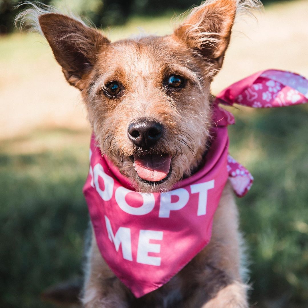 Roxy is ready to rock your world! 💕 if you’re looking for a lovable, sociable, and scruffy girl, Roxy would LOVE to meet you! This sweet petite gal is mild-mannered and adores everyone she meets. She loves to play and can’t wait to meet your family! ❤️