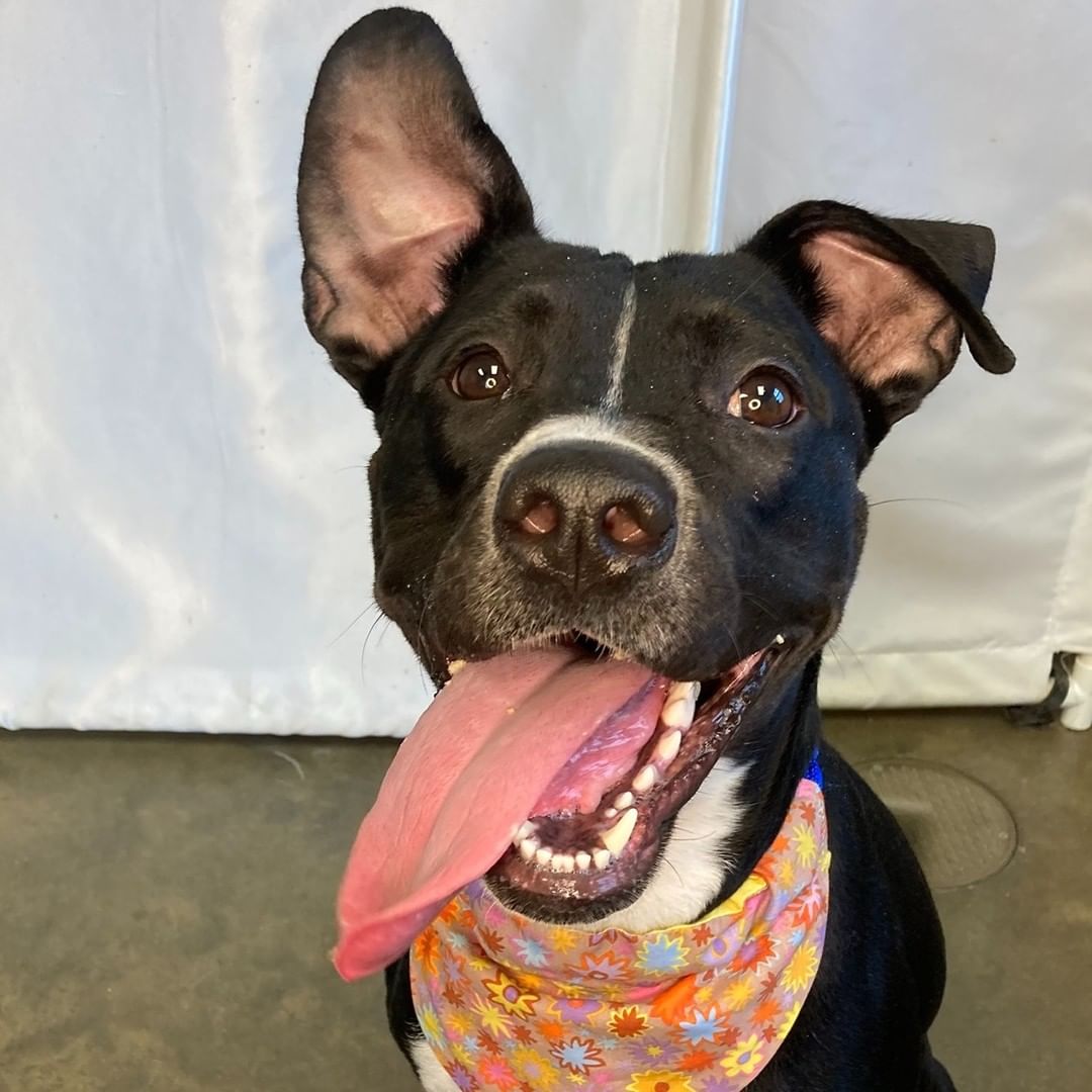 👻Trick or treat! 👻 Did you say....treat? 😍 Do you need to add some love to your life? We have plenty of fur babies as sweet as candy just waiting for their forever home. 🐾 Please visit our website, www.prairiepaws.org or give us a call at 785-242-2967 with any questions! <a target='_blank' href='https://www.instagram.com/explore/tags/animalrescue/'>#animalrescue</a> <a target='_blank' href='https://www.instagram.com/explore/tags/adoptdontshop/'>#adoptdontshop</a> <a target='_blank' href='https://www.instagram.com/explore/tags/dogsofinsta/'>#dogsofinsta</a> <a target='_blank' href='https://www.instagram.com/explore/tags/prairiepawsanimalshelter/'>#prairiepawsanimalshelter</a>