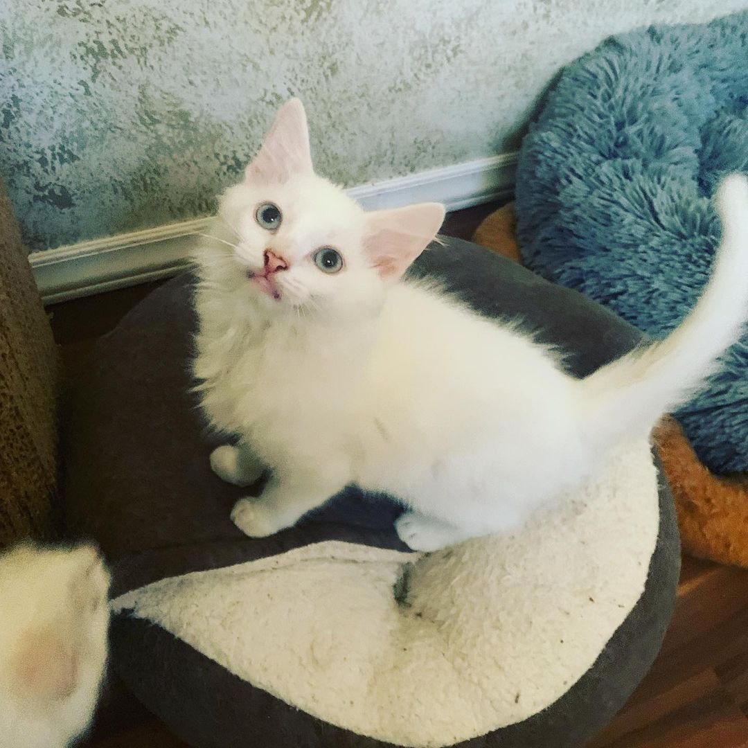 😻🐾🐱Meet momma Snowflake and her two handsome boys Moon and Spirit. These beautiful Turkish Angora kitties are all now fully vetted and ready to be adopted now. We know that they will go very quickly. If you are interested in adopting one or more of them please request an adoption application at loveandpurrssanctuary@gmail.com <a target='_blank' href='https://www.instagram.com/explore/tags/adoptdontshop/'>#adoptdontshop</a> <a target='_blank' href='https://www.instagram.com/explore/tags/adoptables/'>#adoptables</a> <a target='_blank' href='https://www.instagram.com/explore/tags/turkishangora/'>#turkishangora</a> <a target='_blank' href='https://www.instagram.com/explore/tags/loveandpurrssanctuary/'>#loveandpurrssanctuary</a> <a target='_blank' href='https://www.instagram.com/explore/tags/spayandneuter/'>#spayandneuter</a> <a target='_blank' href='https://www.instagram.com/explore/tags/rescuecat/'>#rescuecat</a>