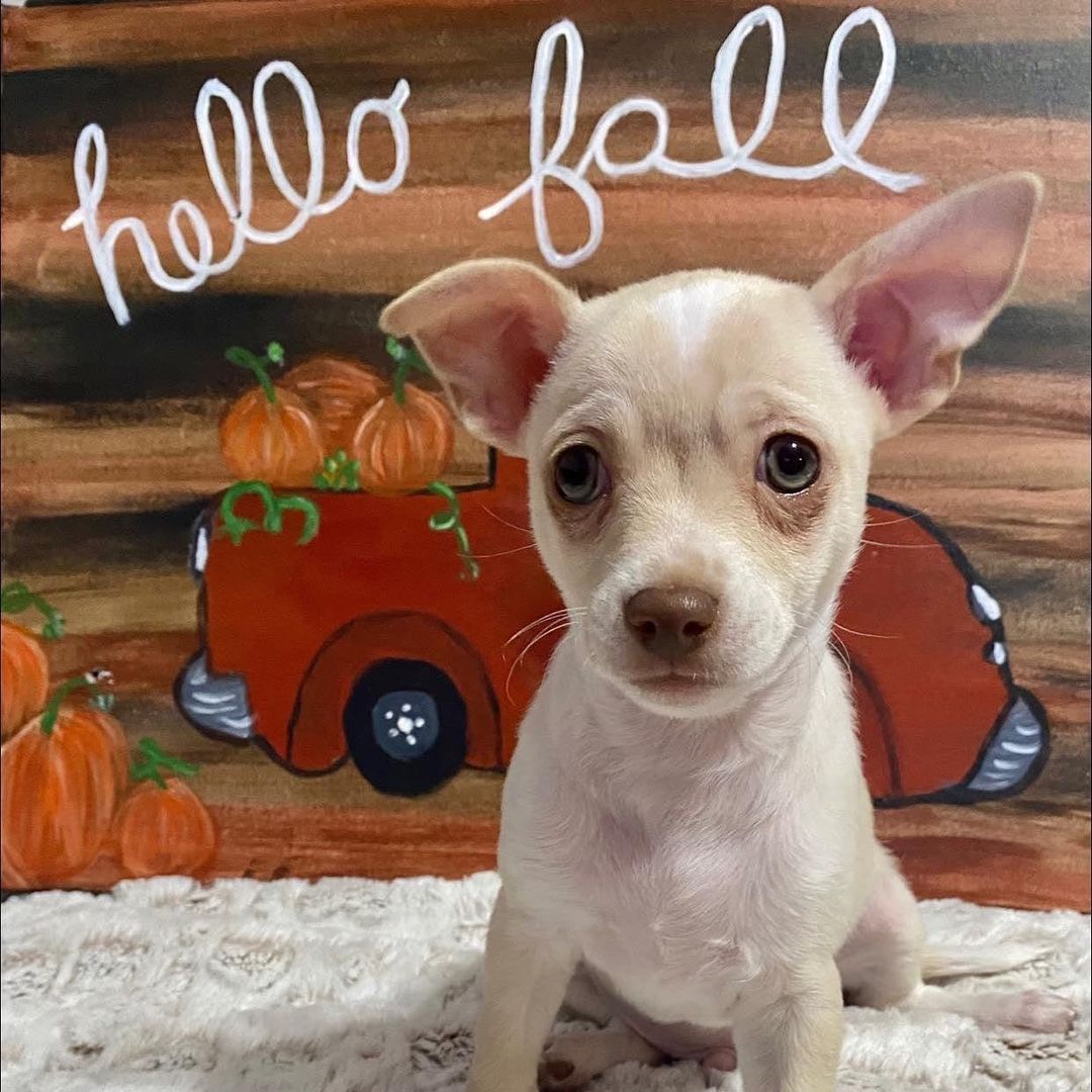 Tomato ❤️ is adoptable! Able to transport anywhere on east coast. Email loveoflittlesrescue@gmail.com for more info <a target='_blank' href='https://www.instagram.com/explore/tags/adoptdontshop/'>#adoptdontshop</a> <a target='_blank' href='https://www.instagram.com/explore/tags/rescuedog/'>#rescuedog</a> <a target='_blank' href='https://www.instagram.com/explore/tags/rescuedogs/'>#rescuedogs</a> <a target='_blank' href='https://www.instagram.com/explore/tags/rescuedogsofinstagram/'>#rescuedogsofinstagram</a> <a target='_blank' href='https://www.instagram.com/explore/tags/dogsofinstagram/'>#dogsofinstagram</a> <a target='_blank' href='https://www.instagram.com/explore/tags/rescuedismyfavoritebreed/'>#rescuedismyfavoritebreed</a> <a target='_blank' href='https://www.instagram.com/explore/tags/shelterdog/'>#shelterdog</a> <a target='_blank' href='https://www.instagram.com/explore/tags/adoptme/'>#adoptme</a> <a target='_blank' href='https://www.instagram.com/explore/tags/adopt/'>#adopt</a> <a target='_blank' href='https://www.instagram.com/explore/tags/adoptable/'>#adoptable</a> <a target='_blank' href='https://www.instagram.com/explore/tags/puppy/'>#puppy</a> <a target='_blank' href='https://www.instagram.com/explore/tags/dog/'>#dog</a> <a target='_blank' href='https://www.instagram.com/explore/tags/adoptables/'>#adoptables</a> <a target='_blank' href='https://www.instagram.com/explore/tags/instadog/'>#instadog</a> <a target='_blank' href='https://www.instagram.com/explore/tags/instapet/'>#instapet</a> <a target='_blank' href='https://www.instagram.com/explore/tags/rescuepetsofinstagram/'>#rescuepetsofinstagram</a>