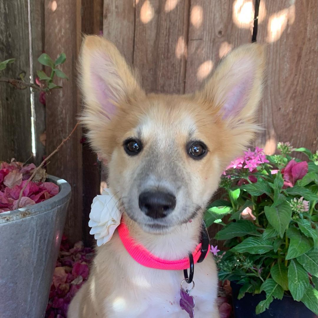 Meet Nikita 😍 
She’s a 10 week old collie mix. Sweet, playful and very smart. She will be about medium size. 
And look at that face! Look at those ears! She’s a beauty. 
We got a call from the shelter about this pup that came in pretty sick with diarrhea and vomiting🥺 We took her in and rushed her to the vet. After a few days of some intense TLC  the vet was able to get her system back on track. 🙏🏼🐶

She is now ready for adoption! ♥️😍

Fill out a form to adopt Nikita today! Link in our bio 😍