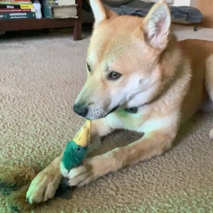 Reintroducing Bingsu! **PLEASE READ HIS BIO THOROUGHLY- his behavioral issues will require an experienced handler!**
.
Quick facts;
Male
Jindo
30 lbs
1 y/o 
📍SF Bay Area
✔️Housebroken
✔️Vaccinated
✔️Microchipped
✔️Neutered 
⚠️Not Good with Cats & Small Animals
⚠️Not Good with Dogs
⚠️Not Kid Tested
.
Bingsu was originally purchased from a breeder in TX. Due to a career change his owner could no longer give him the attention he needed and surrendered him to HARA.
.
Bingsu has basic obedience down (waiting at thresholds, sit, down, crate, heel) but is under-socialization and fearful/anxious in new places. His obedience can help keep him on walks and outings, but he will need continued confidence building and training.
.
Bingsu has shown dog reactivity and aggression on walks and in foster care, but has improved with exposure and interrupting fixation on dogs outside. He has not been able to nicely interact with other dogs, and is currently on a crate-and-rotate schedule with other dogs in his foster home. He is neutral when they are around his crate. Bingsu has a very strong prey drive and cannot be in a home with small animals, including cats.
.
Bingsu has shown resource guarding of his crate and food, which needs to be managed and trained in any new home. When allowed to free-roam indoors without structure, he can develop guarding behavior with spaces that he thinks are “his”so we highly recommend having him on a crate schedule between walks/outings until he is settled and under control.
.
Bingsu will need a very savvy home- but we know there’s someone out there for him! He is undergoing training for his resource guarding, obedience, reactivity, and fearfulness while in foster care, and we expect his adopter to commit to professional training.
.
Otherwise, Bingsu is an extremely playful dog. He bonds strongly with his handler and is good with vets and strangers. He is totally housebroken and crate trained.
.
If you are ready to give Bingsu a second chance at life and commit to training, please apply at harasf.org/application !
.
<a target='_blank' href='https://www.instagram.com/explore/tags/adoptable/'>#adoptable</a> <a target='_blank' href='https://www.instagram.com/explore/tags/adoptme/'>#adoptme</a> <a target='_blank' href='https://www.instagram.com/explore/tags/adoptabledog/'>#adoptabledog</a> <a target='_blank' href='https://www.instagram.com/explore/tags/adoptablepuppy/'>#adoptablepuppy</a> <a target='_blank' href='https://www.instagram.com/explore/tags/sfbayarea/'>#sfbayarea</a> <a target='_blank' href='https://www.instagram.com/explore/tags/adoptabledogsofinstagram/'>#adoptabledogsofinstagram</a> <a target='_blank' href='https://www.instagram.com/explore/tags/jindo/'>#jindo</a> <a target='_blank' href='https://www.instagram.com/explore/tags/jindogae/'>#jindogae</a> <a target='_blank' href='https://www.instagram.com/explore/tags/purebredjindo/'>#purebredjindo</a> <a target='_blank' href='https://www.instagram.com/explore/tags/koreanjindo/'>#koreanjindo</a>