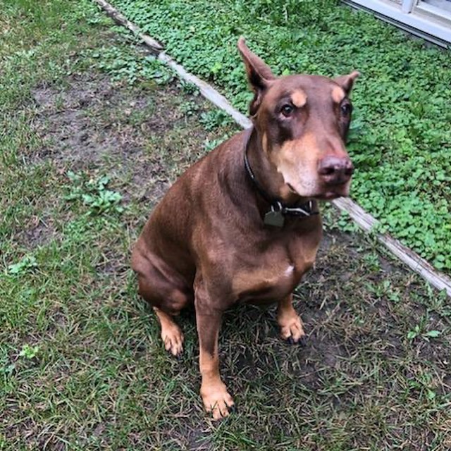 Meet Ariel. She is an 11 year old Doberman Pinscher looking for her forever home. She is very gentle when taking food out of your hand and well behaved. She is good with children and other dogs. Cats are unknow and would need a proper meet & greet. Ariel likes to play ball and with her stuffy toys. She loves walks. Will do well with a little bit of training. She knows some common commands like sit and lay. Ariel loves to be by her humans side!! Would make an excellent companion. If you are interested please apply at www.oarwny.org Already approved email us at oarwny@gmail.com