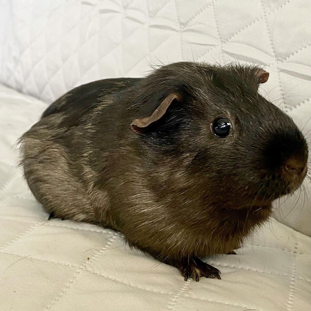 On this fine Thursday, we felt it fitting to feature Winnie and Piglet. 

This bonded pair of female guinea pigs have been with us for 56 days, which is approximately 56 days too many. We have encountered two reasons as to why they have been with us longer than expected: 1. Understandably so, adoption events aren’t their scene. 2. There are approximately 350+ adoptable guinea pigs within a 100 mile proximity. So here we are, shamelessly begging to find them homes.

These two socialites are looking for a gregarious family. Their likes include fresh veggies, guinea pig exercise balls, and children. Because guinea pigs are chatty pets, Winnie and Piglet would also like a home that likes to take part in the daily gossip. As if this isn’t enough, Winnie and Piglet would like to point out that they are limited-shedders, great for small living spaces, and can still be used as an excuse to get out of weekend plans.

If you’re interested in adding the pair into your home, please submit an application at www.bounceanimalrescue.org.