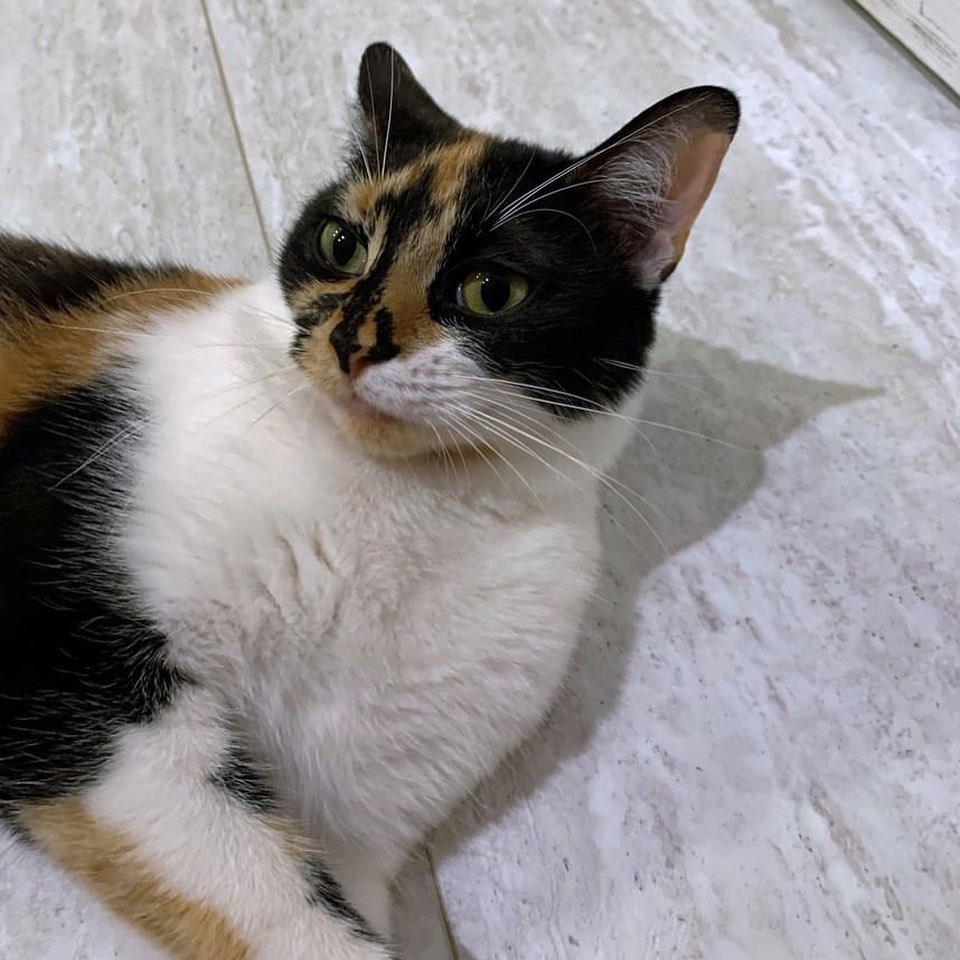Kitties and more wonderful kitties at Petsmart this weekend and every one needs a loving home.🐈🐈🐈
Visit Sat 10a-12noon or Sun, 1p-3p when volunteers are available to help with visits and adoptions.