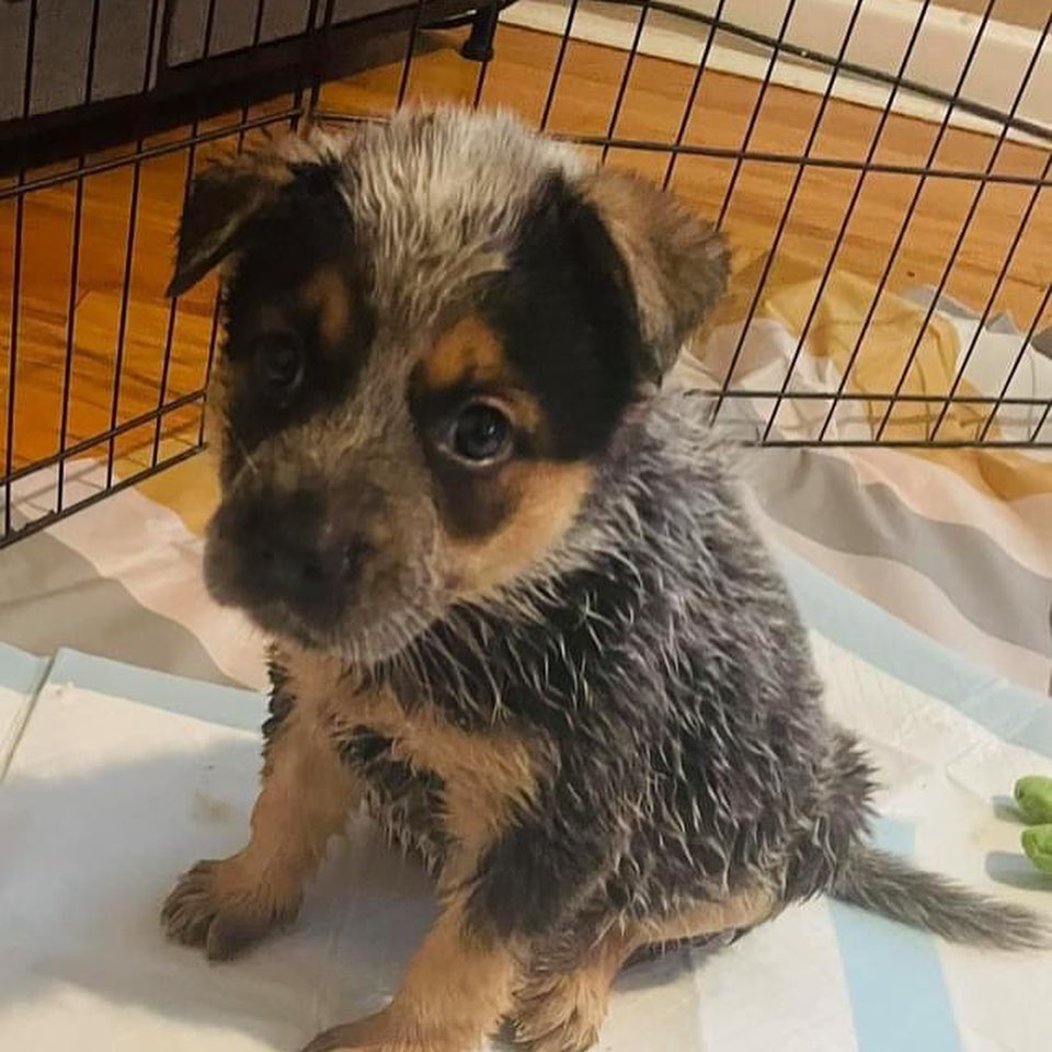 PUPdate! These cuties will be available in a few weeks! We could use more donations of food for their care. Please follow the link in our bio to donate or apply to adopt! 
•••••
<a target='_blank' href='https://www.instagram.com/explore/tags/adopt/'>#adopt</a> <a target='_blank' href='https://www.instagram.com/explore/tags/adoptdontshop/'>#adoptdontshop</a> <a target='_blank' href='https://www.instagram.com/explore/tags/adoptdontshop/'>#adoptdontshop</a>🐾 <a target='_blank' href='https://www.instagram.com/explore/tags/dogsofmidwestrescue/'>#dogsofmidwestrescue</a> <a target='_blank' href='https://www.instagram.com/explore/tags/puppies/'>#puppies</a> <a target='_blank' href='https://www.instagram.com/explore/tags/mutts/'>#mutts</a> <a target='_blank' href='https://www.instagram.com/explore/tags/muttsofinstagram/'>#muttsofinstagram</a> <a target='_blank' href='https://www.instagram.com/explore/tags/adoptme/'>#adoptme</a>