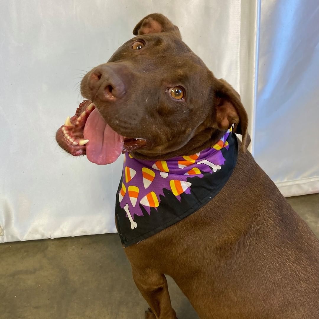 👻Trick or treat! 👻 Did you say....treat? 😍 Do you need to add some love to your life? We have plenty of fur babies as sweet as candy just waiting for their forever home. 🐾 Please visit our website, www.prairiepaws.org or give us a call at 785-242-2967 with any questions! <a target='_blank' href='https://www.instagram.com/explore/tags/animalrescue/'>#animalrescue</a> <a target='_blank' href='https://www.instagram.com/explore/tags/adoptdontshop/'>#adoptdontshop</a> <a target='_blank' href='https://www.instagram.com/explore/tags/dogsofinsta/'>#dogsofinsta</a> <a target='_blank' href='https://www.instagram.com/explore/tags/prairiepawsanimalshelter/'>#prairiepawsanimalshelter</a>