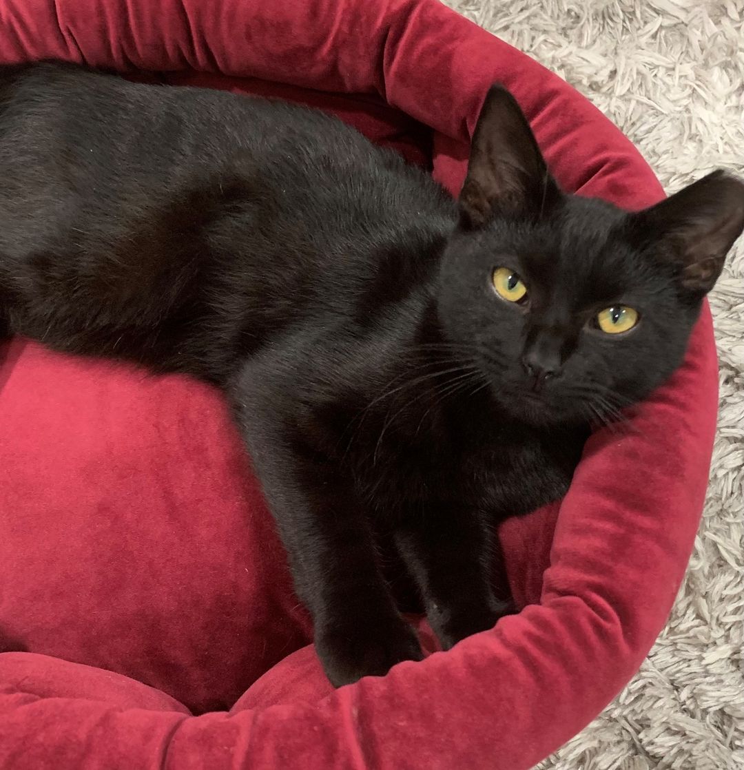 We are so happy for Alfred! This adorable black kitty was <a target='_blank' href='https://www.instagram.com/explore/tags/adopted/'>#adopted</a>! Happy life, Alfred! <a target='_blank' href='https://www.instagram.com/explore/tags/adoptedcats/'>#adoptedcats</a> <a target='_blank' href='https://www.instagram.com/explore/tags/rescuedcats/'>#rescuedcats</a>