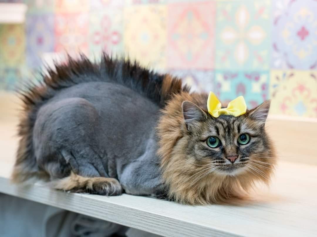 We offer shaves as a therapeutic service: to prevent or remove mats and pelts.  Our human customers report that their kitties feel fabulous after their haircuts! ⁣
⁣
If you'd like to take your cat's style to the next level, we're offering a discount on specialty grooms for the month of October.  Here are a few examples of what we can do. ⁣
⁣
Call 425-307-1008 to book your next grooming appointment – ask for a stegocut, a mohawk, the 12th Fan, or to talk to our groomers about the possibilities.⁣
⁣
<a target='_blank' href='https://www.instagram.com/explore/tags/kaboodlegroom/'>#kaboodlegroom</a> <a target='_blank' href='https://www.instagram.com/explore/tags/catgrooming/'>#catgrooming</a> <a target='_blank' href='https://www.instagram.com/explore/tags/stegocat/'>#stegocat</a> <a target='_blank' href='https://www.instagram.com/explore/tags/mohawkcat/'>#mohawkcat</a> <a target='_blank' href='https://www.instagram.com/explore/tags/PNWcat/'>#PNWcat</a> <a target='_blank' href='https://www.instagram.com/explore/tags/catsofinstagram/'>#catsofinstagram</a> <a target='_blank' href='https://www.instagram.com/explore/tags/catsofig/'>#catsofig</a> <a target='_blank' href='https://www.instagram.com/explore/tags/instacat/'>#instacat</a> <a target='_blank' href='https://www.instagram.com/explore/tags/seattlecatsofinstagram/'>#seattlecatsofinstagram</a> <a target='_blank' href='https://www.instagram.com/explore/tags/redmondcatsofinstagram/'>#redmondcatsofinstagram</a> <a target='_blank' href='https://www.instagram.com/explore/tags/gato/'>#gato</a> <a target='_blank' href='https://www.instagram.com/explore/tags/neko/'>#neko</a> <a target='_blank' href='https://www.instagram.com/explore/tags/chat/'>#chat</a> <a target='_blank' href='https://www.instagram.com/explore/tags/kedi/'>#kedi</a> <a target='_blank' href='https://www.instagram.com/explore/tags/cat/'>#cat</a> <a target='_blank' href='https://www.instagram.com/explore/tags/rescuedismyfavoritebreed/'>#rescuedismyfavoritebreed</a> <a target='_blank' href='https://www.instagram.com/explore/tags/instacats/'>#instacats</a> <a target='_blank' href='https://www.instagram.com/explore/tags/meow/'>#meow</a> <a target='_blank' href='https://www.instagram.com/explore/tags/kitty/'>#kitty</a> <a target='_blank' href='https://www.instagram.com/explore/tags/kittycat/'>#kittycat</a> <a target='_blank' href='https://www.instagram.com/explore/tags/instapet/'>#instapet</a> <a target='_blank' href='https://www.instagram.com/explore/tags/instakitty/'>#instakitty</a> <a target='_blank' href='https://www.instagram.com/explore/tags/cutecat/'>#cutecat</a> <a target='_blank' href='https://www.instagram.com/explore/tags/cutecats/'>#cutecats</a> <a target='_blank' href='https://www.instagram.com/explore/tags/cats/'>#cats</a> <a target='_blank' href='https://www.instagram.com/explore/tags/catstagram/'>#catstagram</a>  <a target='_blank' href='https://www.instagram.com/explore/tags/supportsmallbusiness/'>#supportsmallbusiness</a> <a target='_blank' href='https://www.instagram.com/explore/tags/smallbusiness/'>#smallbusiness</a> <a target='_blank' href='https://www.instagram.com/explore/tags/catcafe/'>#catcafe</a>