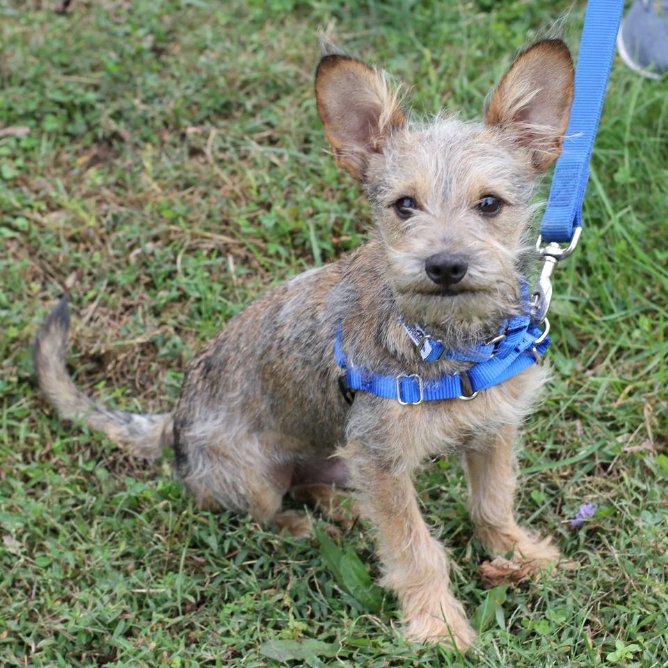 Happy Friday from a few of our adorable pups! 🎉

Interested in adopting? Please visit our website (link in bio) and fill out an adoption application as a first step and/or attend our Meet & Greet Saturday from 11:30am-1:30pm at 7 Harrison Ave Harrison NY

<a target='_blank' href='https://www.instagram.com/explore/tags/adoptabledogs/'>#adoptabledogs</a> <a target='_blank' href='https://www.instagram.com/explore/tags/dogsforadoption/'>#dogsforadoption</a> <a target='_blank' href='https://www.instagram.com/explore/tags/tgifriday/'>#tgifriday</a> <a target='_blank' href='https://www.instagram.com/explore/tags/adoptdontshop/'>#adoptdontshop</a> <a target='_blank' href='https://www.instagram.com/explore/tags/adoptlove/'>#adoptlove</a> <a target='_blank' href='https://www.instagram.com/explore/tags/rescuedogsofinstagram/'>#rescuedogsofinstagram</a> <a target='_blank' href='https://www.instagram.com/explore/tags/feelgoodfriday/'>#feelgoodfriday</a> <a target='_blank' href='https://www.instagram.com/explore/tags/petrescue/'>#petrescue</a> <a target='_blank' href='https://www.instagram.com/explore/tags/friyay/'>#friyay</a> <a target='_blank' href='https://www.instagram.com/explore/tags/westchesterny/'>#westchesterny</a>