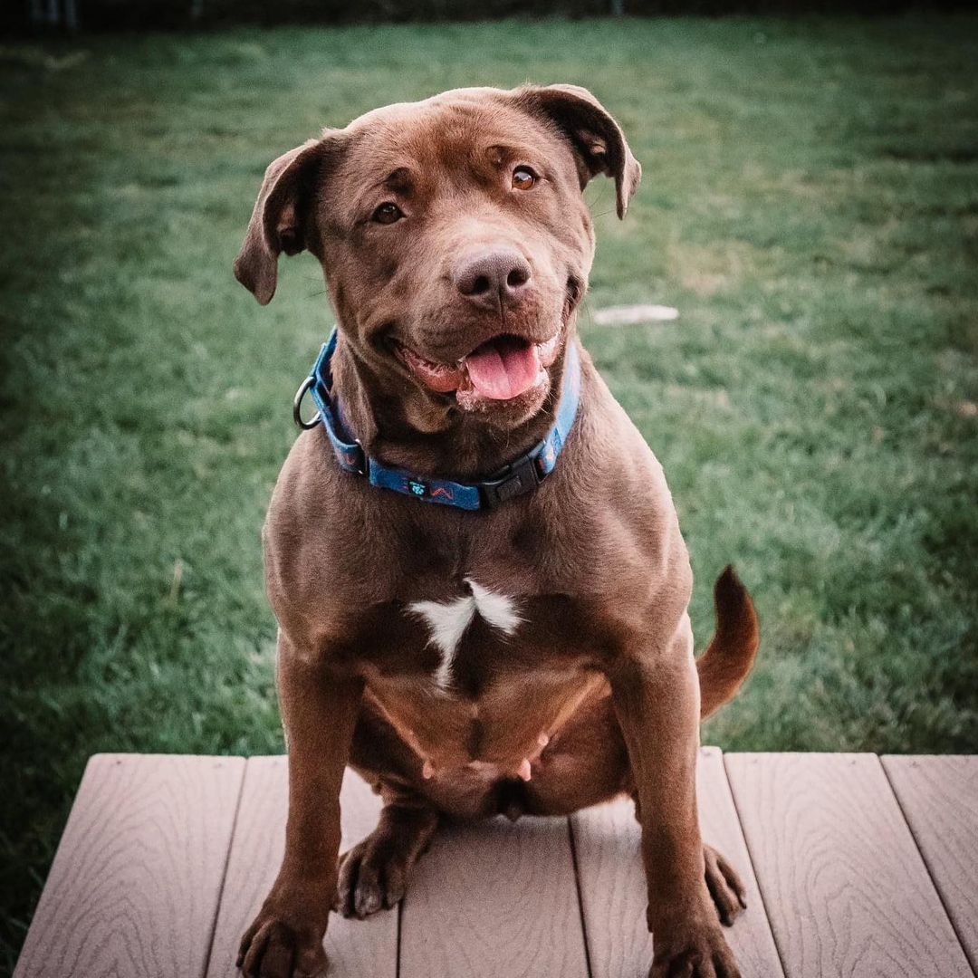 October is Adopt A Shelter Dog Month. Each day we will be introducing you to our amazing shelter dogs waiting for their forever homes.

Ginger is a 2 year old gorgeous Lab Mix, who came to us as a transfer. Ginger is always ready to play and would love an active family (loves kids) that can keep up with her goofy self. She is a big fan of tennis balls and she loves meeting people and making new friends. 

Ginger seems to get along well with other dogs and has not yet been introduced to cats. Don't miss your chance on this beautiful girl.

Please call PAWS at (719) 543-6464 or email contactus@pawspueblo.org to make an appointment to meet sweet Ginger. <a target='_blank' href='https://www.instagram.com/explore/tags/adoptdontshop/'>#adoptdontshop</a> <a target='_blank' href='https://www.instagram.com/explore/tags/adoptashelterdogmonth/'>#adoptashelterdogmonth</a> <a target='_blank' href='https://www.instagram.com/explore/tags/pawsforlifepueblo/'>#pawsforlifepueblo</a>