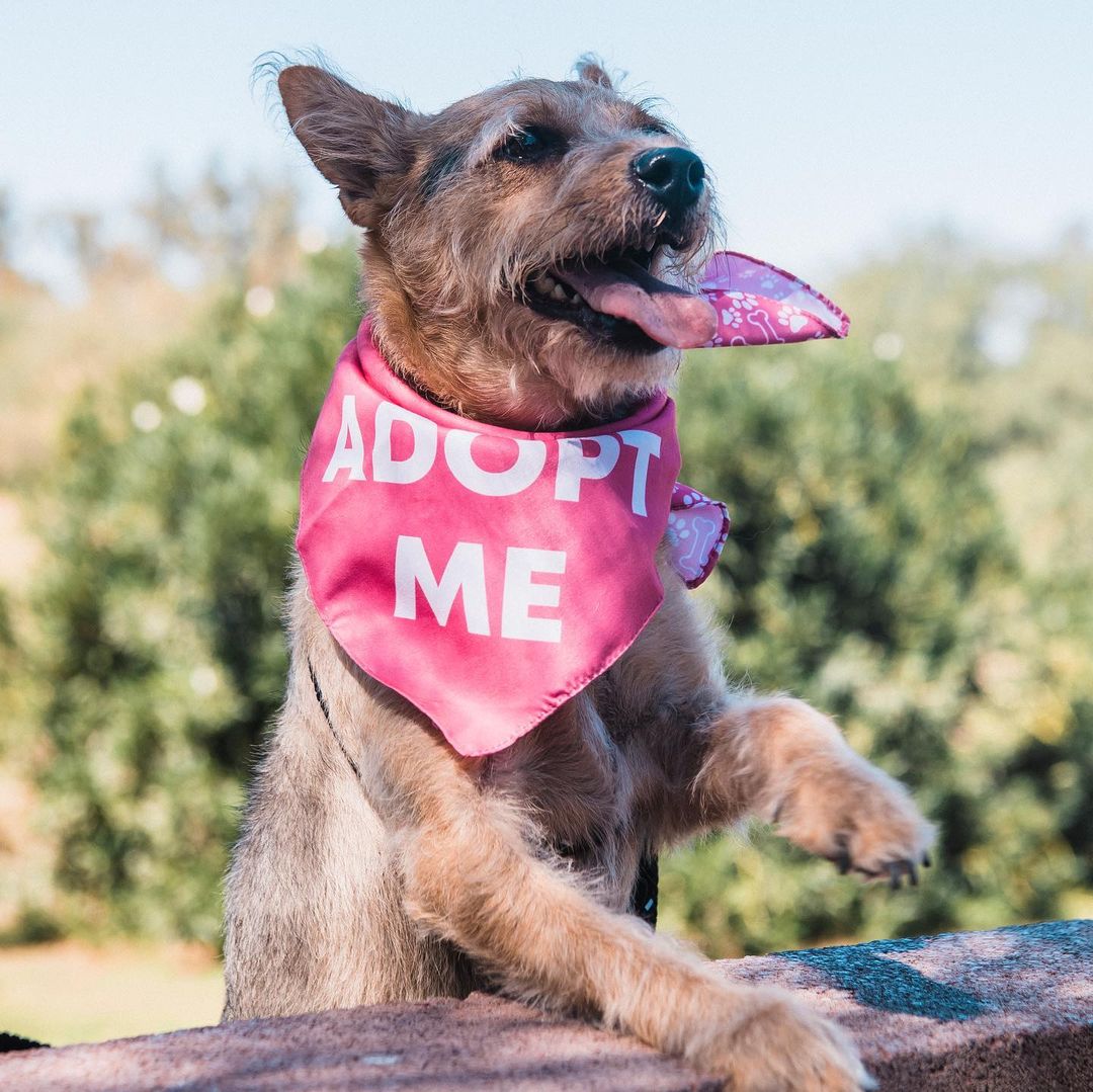 Roxy is ready to rock your world! 💕 if you’re looking for a lovable, sociable, and scruffy girl, Roxy would LOVE to meet you! This sweet petite gal is mild-mannered and adores everyone she meets. She loves to play and can’t wait to meet your family! ❤️