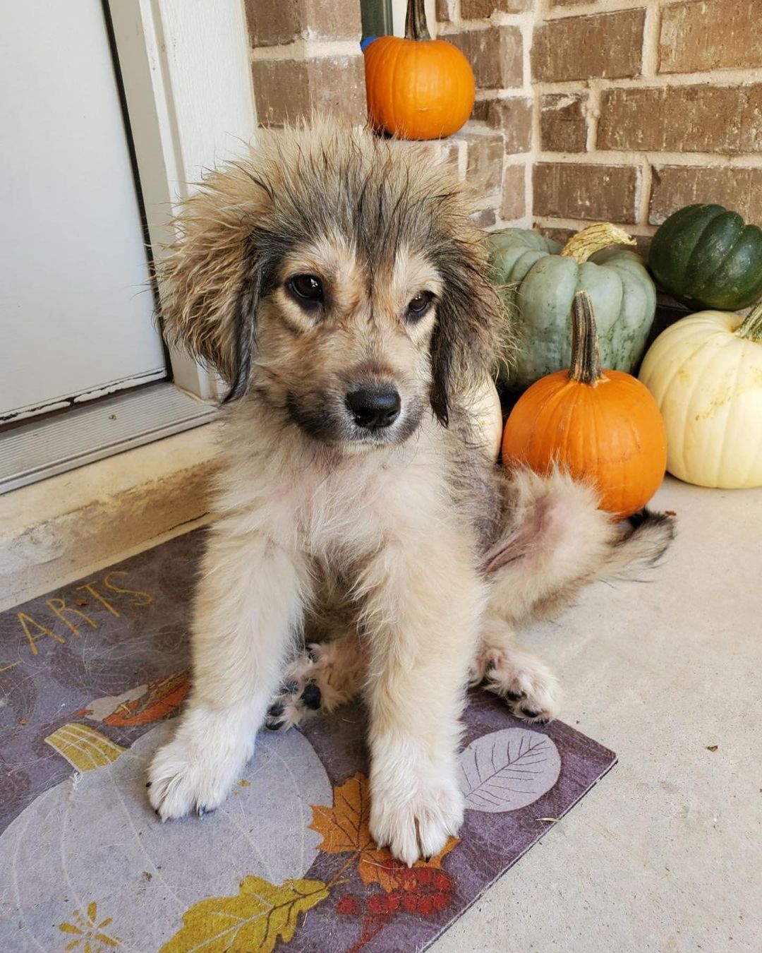 We were told this was a puppy but we’re still doing testing to make sure it’s not a bear cub.
All kidding aside 
While River was adopted last week. She is not one of the many medical cases we’ve taken on recently which are… very expensive.

Since were entirely donation based. To make giving easier and more regular we’re doing $5 Tuesday on Instagram. If you’ve got an extra $5 to spare you can help TGPR vet a dog, repair a leg (people please stop running over puppies or over feeding your adult dogs), and save one more dog than we did yesterday.

As always we need fosters, adopters, and volunteers of all types!

<a target='_blank' href='https://www.instagram.com/explore/tags/adoptdontshop/'>#adoptdontshop</a> <a target='_blank' href='https://www.instagram.com/explore/tags/savethepolarbears/'>#savethepolarbears</a> 
<a target='_blank' href='https://www.instagram.com/explore/tags/texasgreatpyreneesrescue/'>#texasgreatpyreneesrescue</a> 
<a target='_blank' href='https://www.instagram.com/explore/tags/greatpyreneesofinstagram/'>#greatpyreneesofinstagram</a>