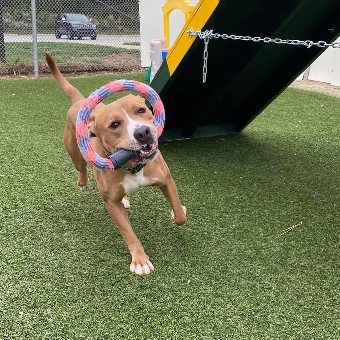 Kavon has amassed quite the photo portfolio! He has mastered everything from the supermodel handsome pose to perfect selfies with friends to action shots on runs to the derpiest of expressions! 

When not working the camera, he can be found romping around the play yard with his favorite stuffies, sampling chew toys or going on adventures with his volunteer buddy. Kavon makes for a leisurely walking companion, content to stroll around and stop to literally smell the flowers. He is also a good passenger in the car, enjoying the feeling of wind in his fur. During down time, he'll show off that he knows 