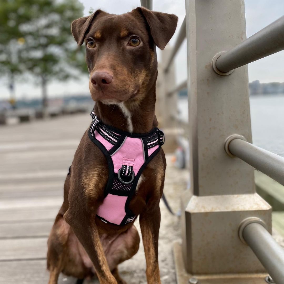 MEET HERSHEY💜
She’s a one year old, 23lb doxie/chi/maybe min pin mix although her record says Doberman mix!

From her foster mom:
“Hershey is a quick learner - for example: she was afraid of stairs but not anymore. 
She loves snuggling and follows everywhere. She doesn't sleep with me (crate in the living room). She howled a little bit the first night but no howling after the second night. 
She doesn't bother me when I sit on the work chair but she wants to sit when I am on the sofa. Seems Hershey wants to stay with me on her side so she basically follows me everywhere. 
She is a baby and still learning. 

She tends to jump on other dogs to play  which scare other dogs. But I see that she just simply wants to play but she gets too excited when dogs are around her.”

We think she would do well in an active home that gives her lots of time to let out her energy and socialize with other dogs either in a dog park, playgroups or on a long walk.

INTERESTED IN ADOPTING? 
To adopt Hershey, apply on our website www.truenorthrescue.org/adopt and email adopt.truenorthrescue@gmail.com to follow up on your application.