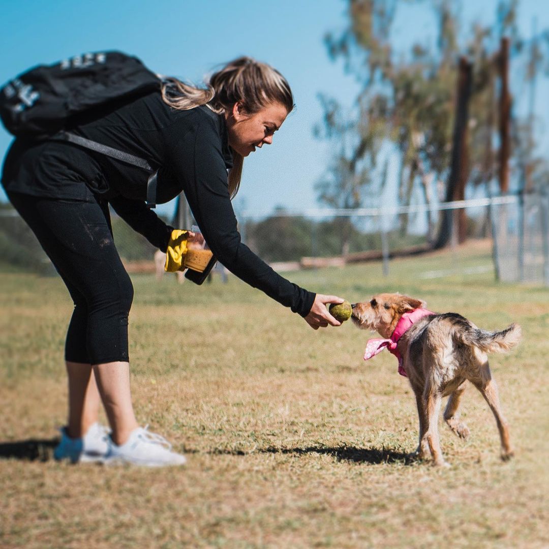 Roxy is ready to rock your world! 💕 if you’re looking for a lovable, sociable, and scruffy girl, Roxy would LOVE to meet you! This sweet petite gal is mild-mannered and adores everyone she meets. She loves to play and can’t wait to meet your family! ❤️